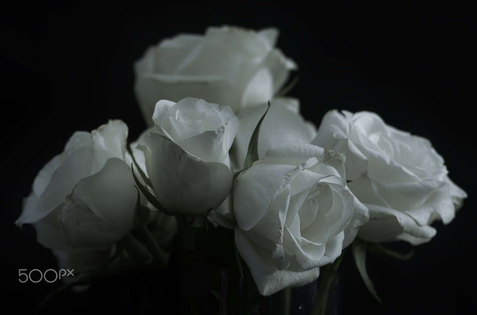 Nikon D7100 + Sigma 50-150mm F2.8 EX APO DC OS HSM sample photo. Roses photography