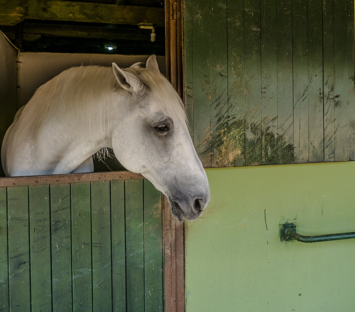 Panasonic DMC-TZ110 sample photo. Horse photography