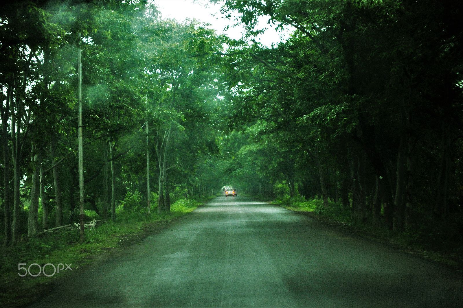 Nikon D3X sample photo. Perfect green photography