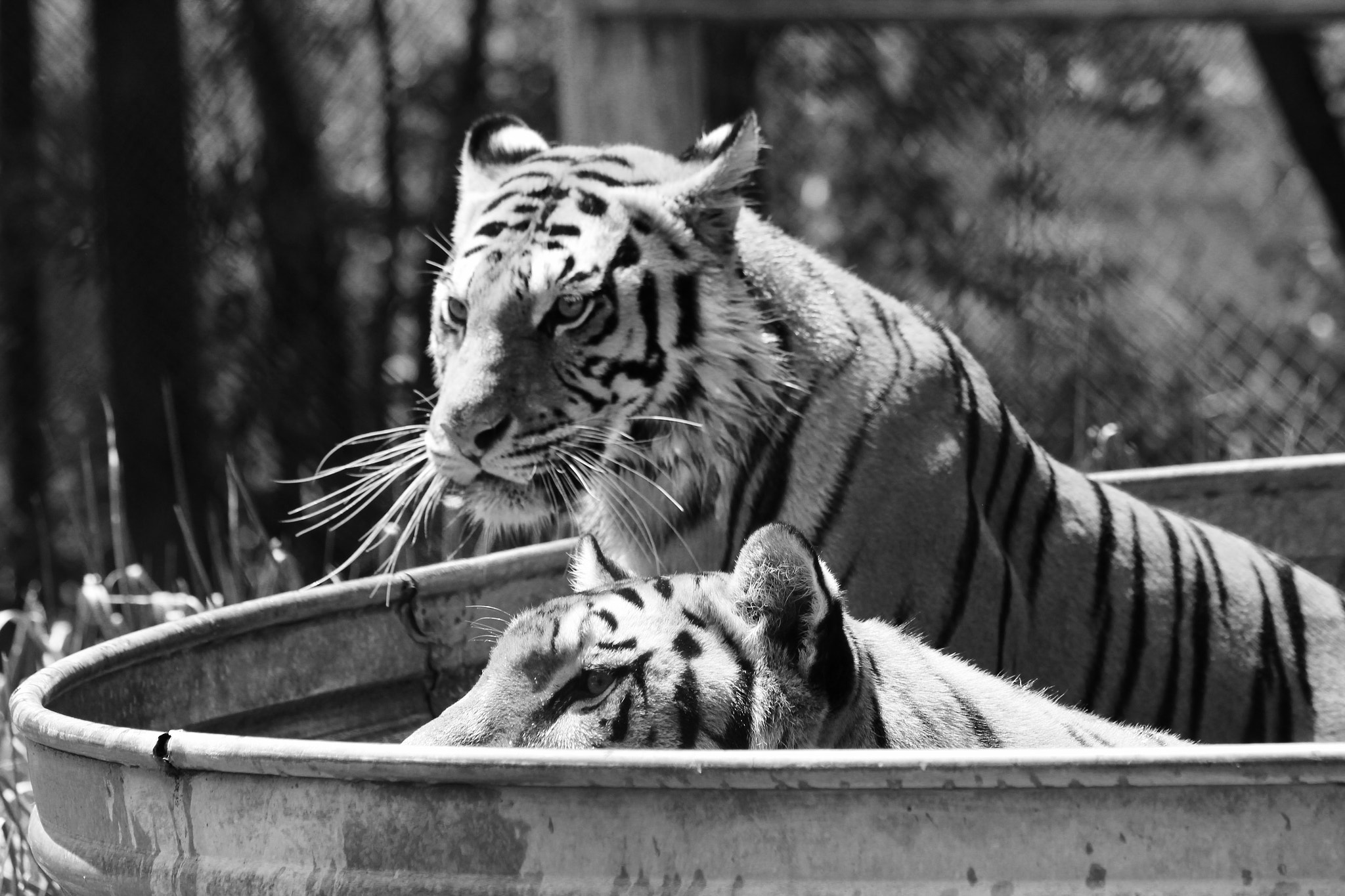 Canon EF 70-300mm F4-5.6 IS USM sample photo. Tigers photography