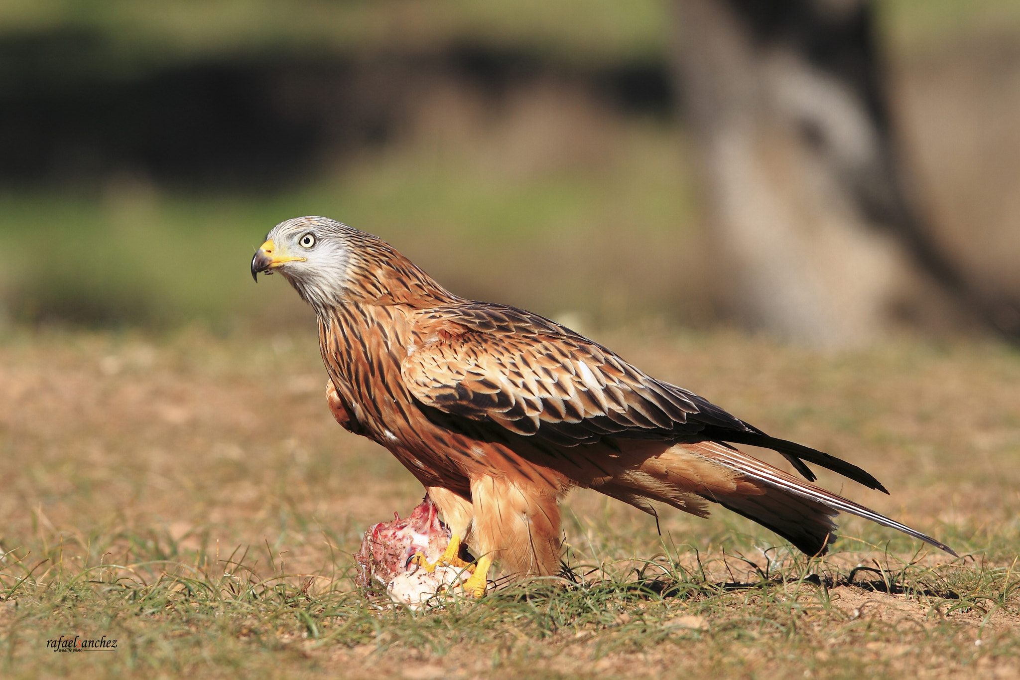 Canon EOS 7D + Canon EF 300mm F2.8L IS USM sample photo. Milano real - red kite photography
