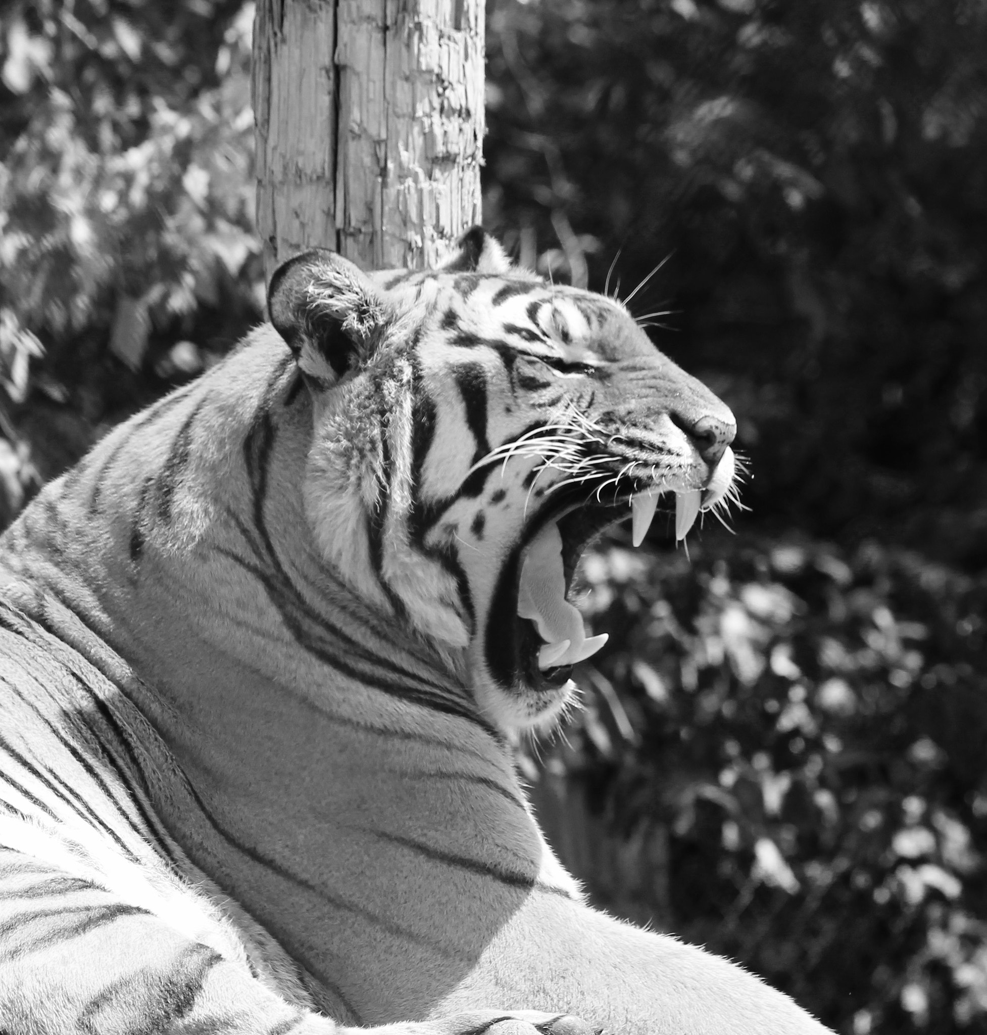 Canon EF 70-300mm F4-5.6 IS USM sample photo. Tiger yawn photography