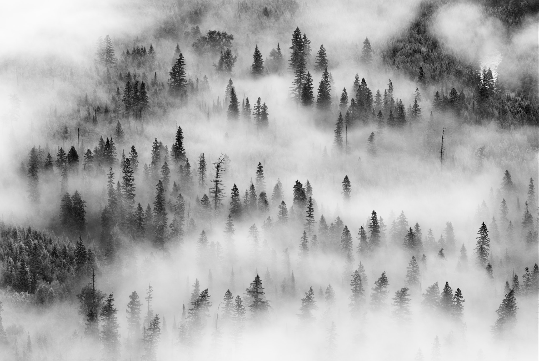 Canon EF 200mm F2.8L II USM sample photo. Glacier forest in the mist photography