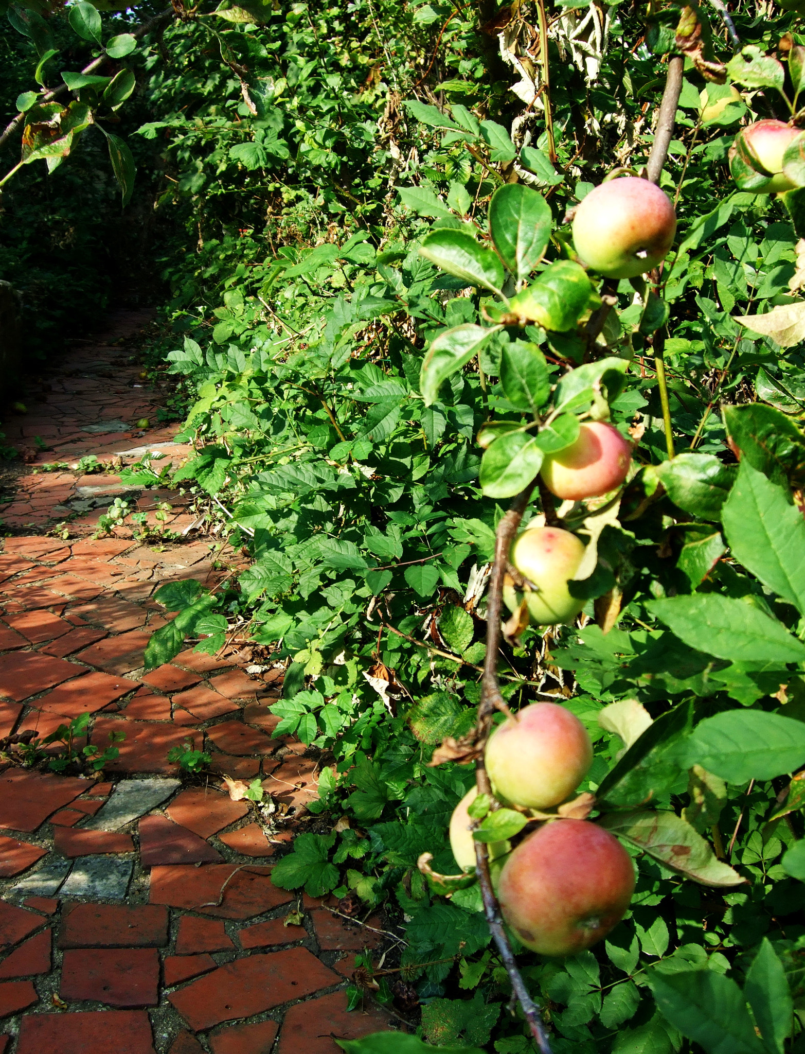 Fujifilm FinePix F40fd sample photo. Autumn in the garden photography