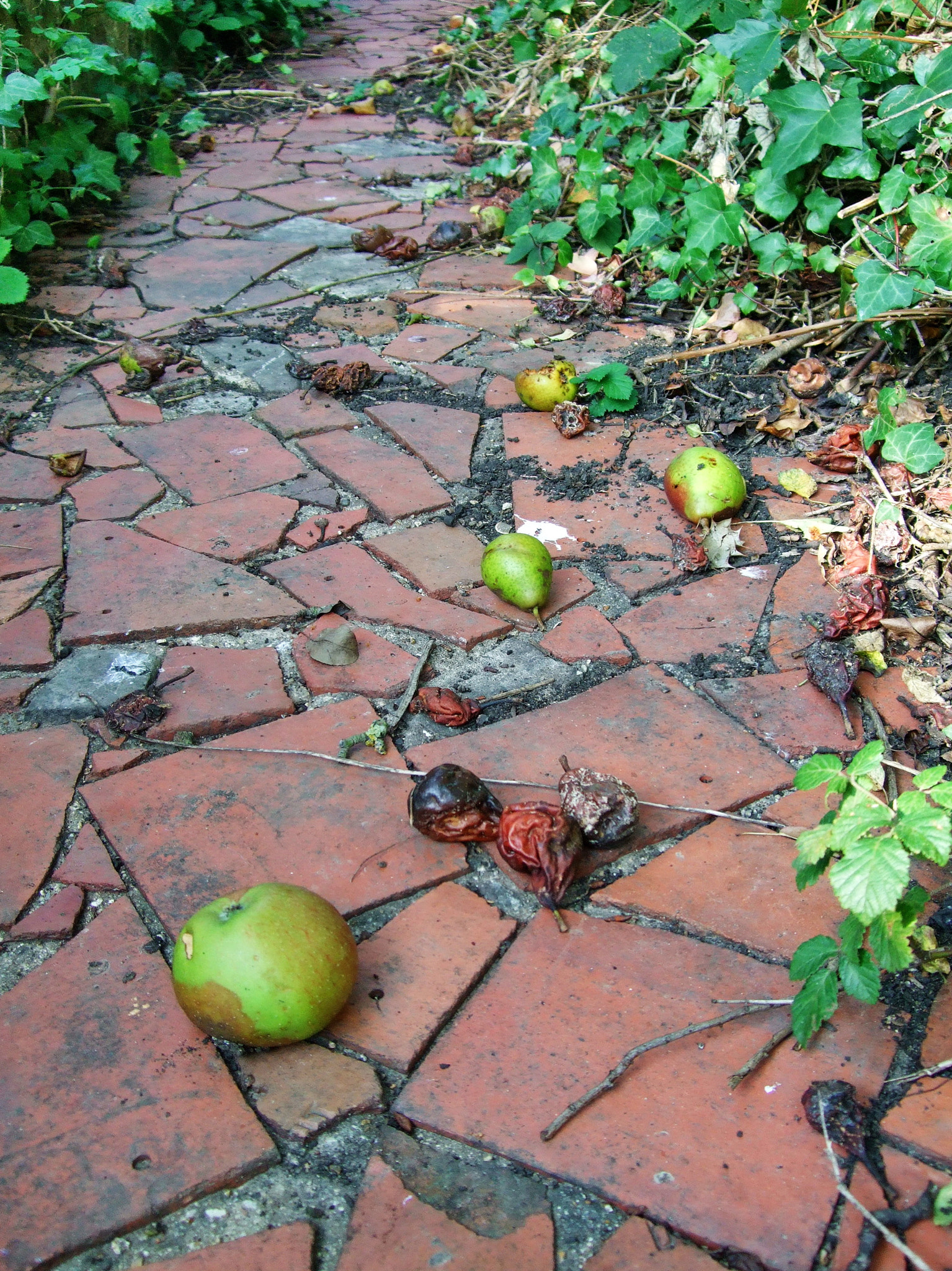 Fujifilm FinePix F40fd sample photo. Autumn in the garden photography