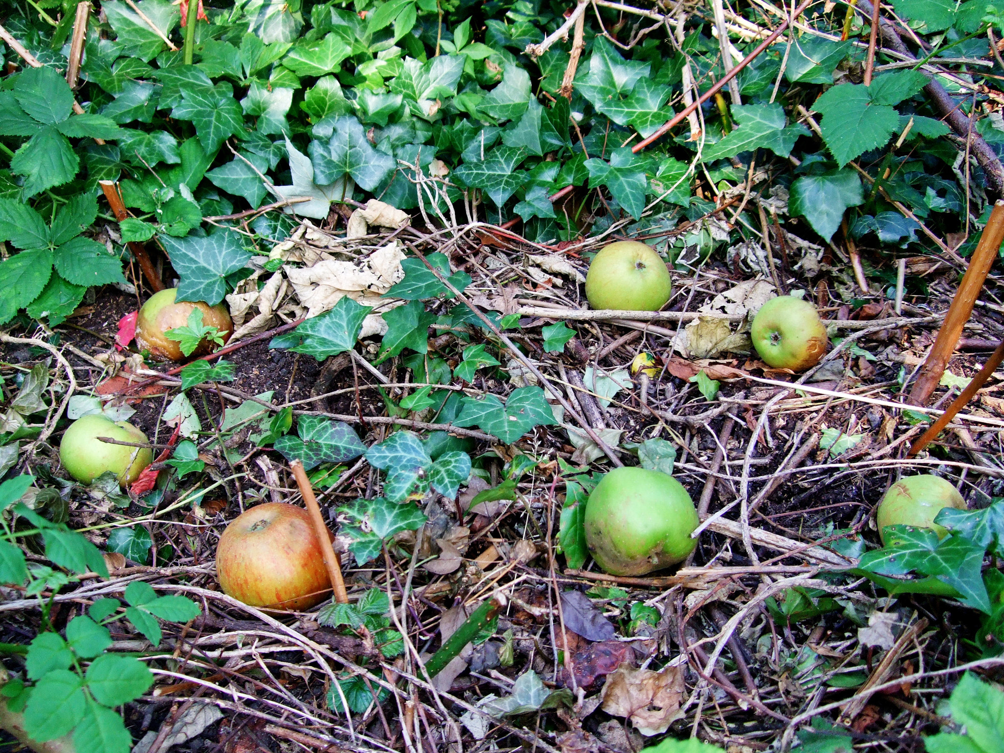 Fujifilm FinePix F40fd sample photo. Autumn in the garden photography