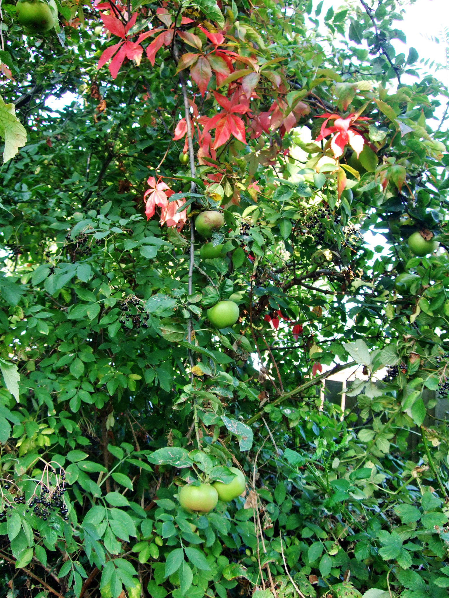 Fujifilm FinePix F40fd sample photo. Autumn in the garden photography