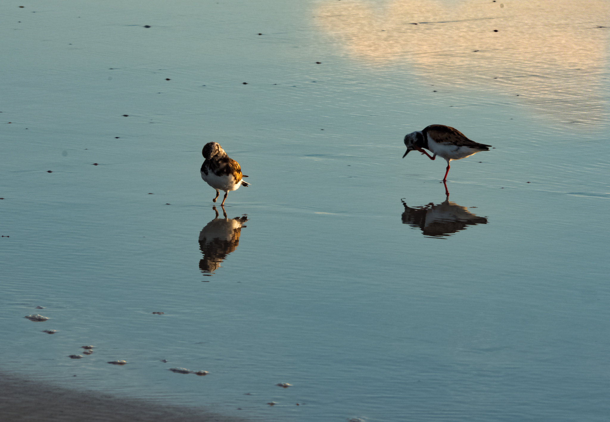 Panasonic Lumix G Vario 45-200mm F4-5.6 OIS sample photo. Morning grooming photography