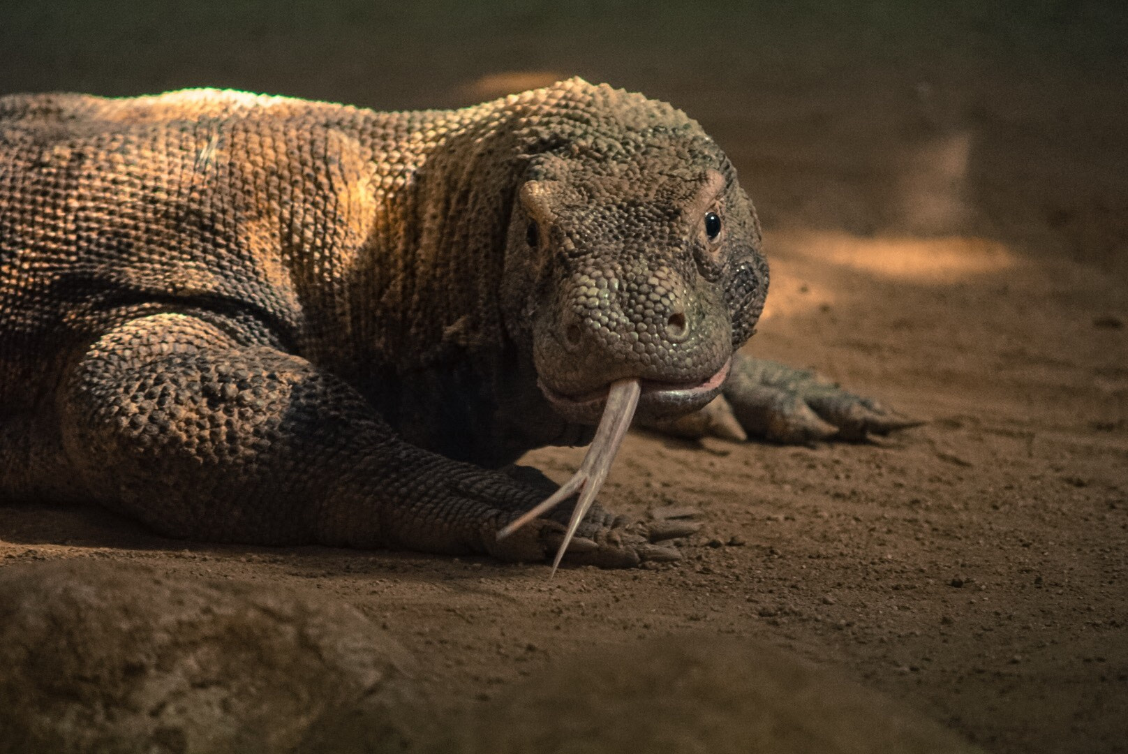 Sony a6000 + Minolta AF 70-210mm F4 Macro sample photo. Komodo dragon photography