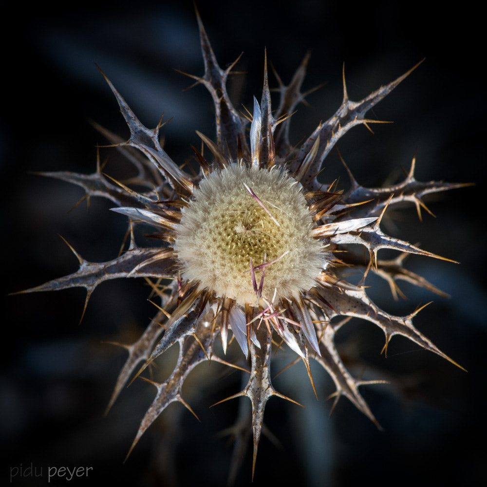 Nikon D5 sample photo. Vegetable fireworks photography