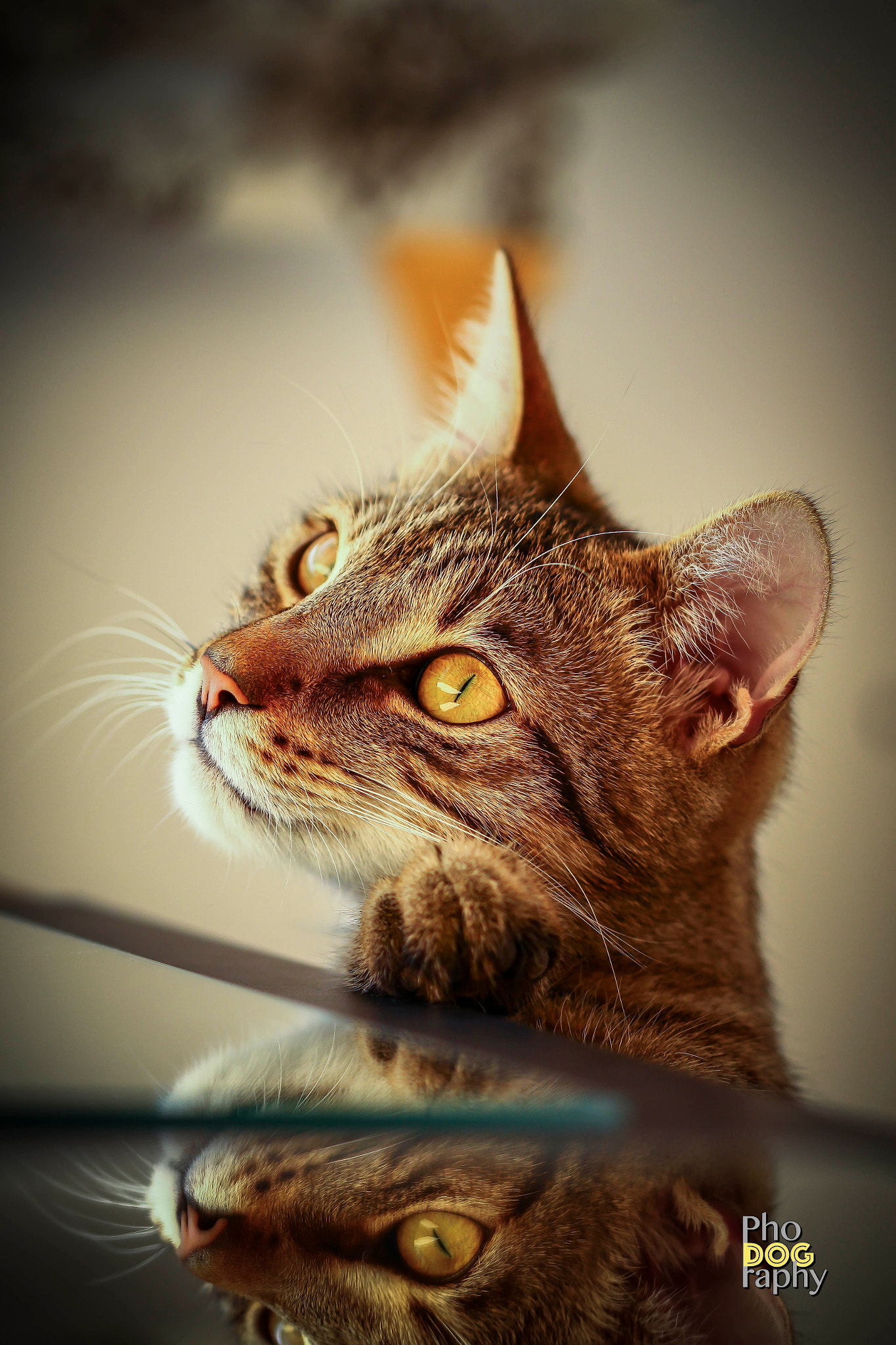 Sigma 105mm F2.8 EX DG OS HSM sample photo. Lovely cat photography