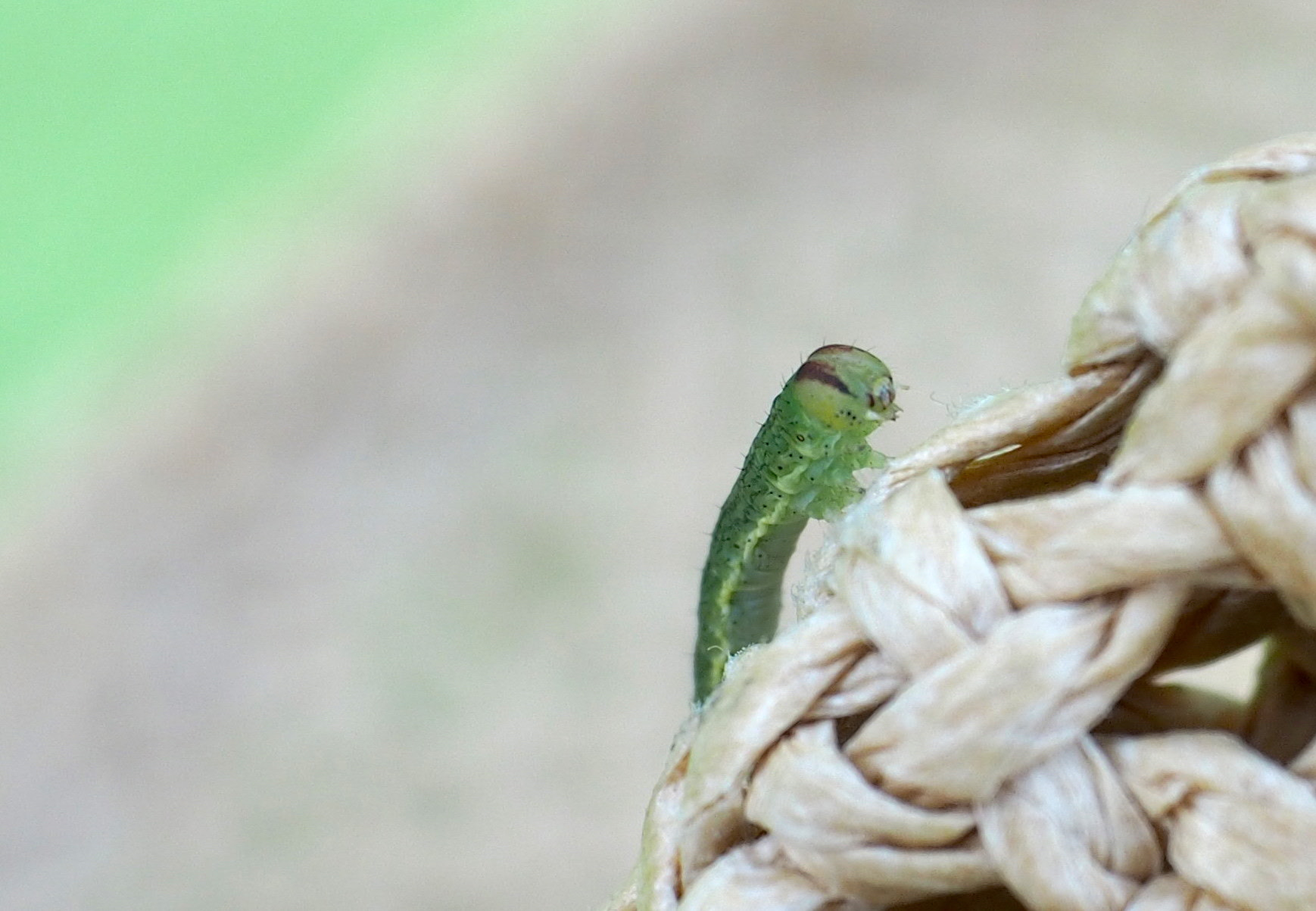 Olympus M.Zuiko Digital ED 12-40mm F2.8 Pro sample photo. Caterpillar on hat photography