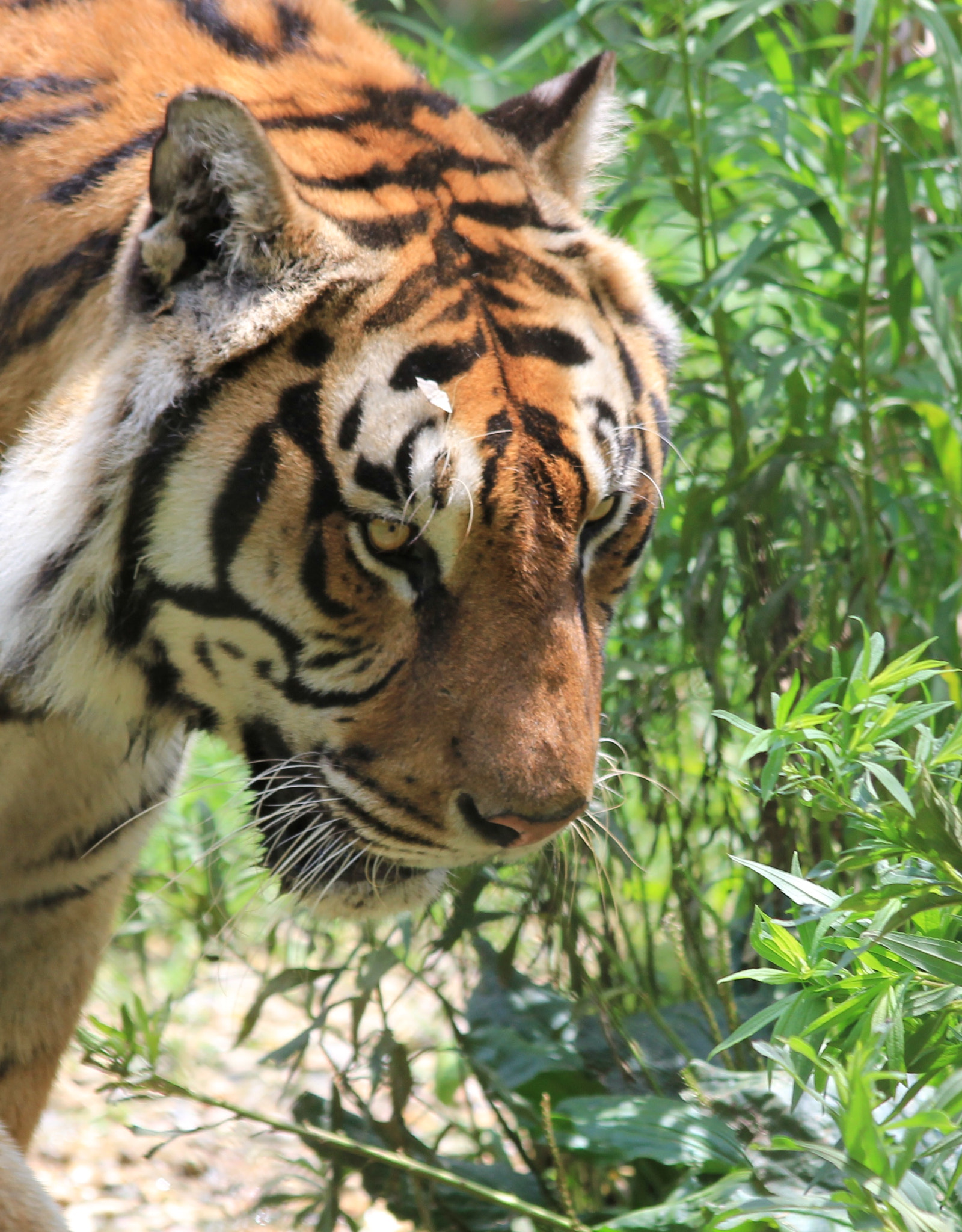 Canon EF 70-300mm F4-5.6 IS USM sample photo. Tiger prowl photography