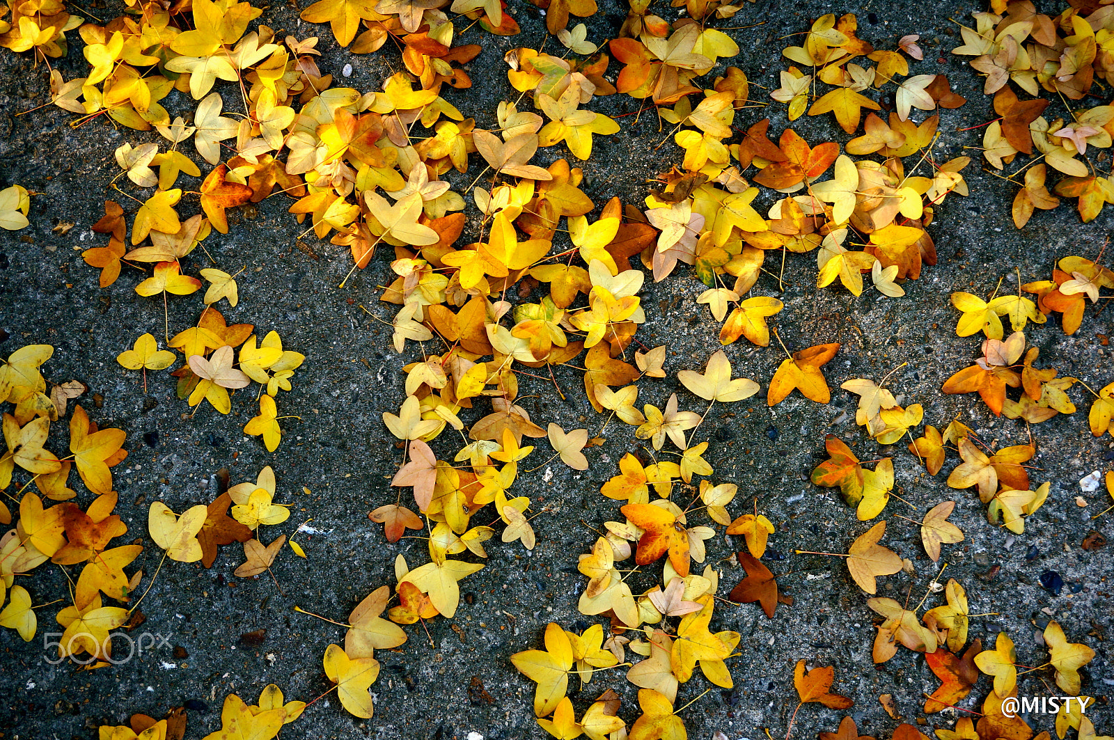 Sony Alpha NEX-6 + Sony E 18-50mm F4-5.6 sample photo. Autumn leaves photography