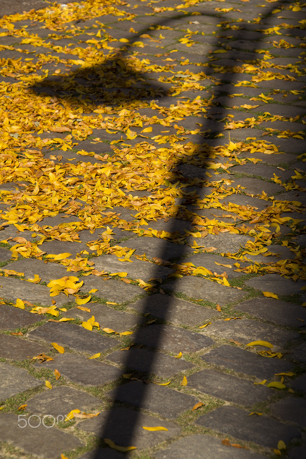 Canon EOS 550D (EOS Rebel T2i / EOS Kiss X4) + Canon EF-S 18-200mm F3.5-5.6 IS sample photo. Vintage street lamp shadow on the autumn yellow leaves have fall photography