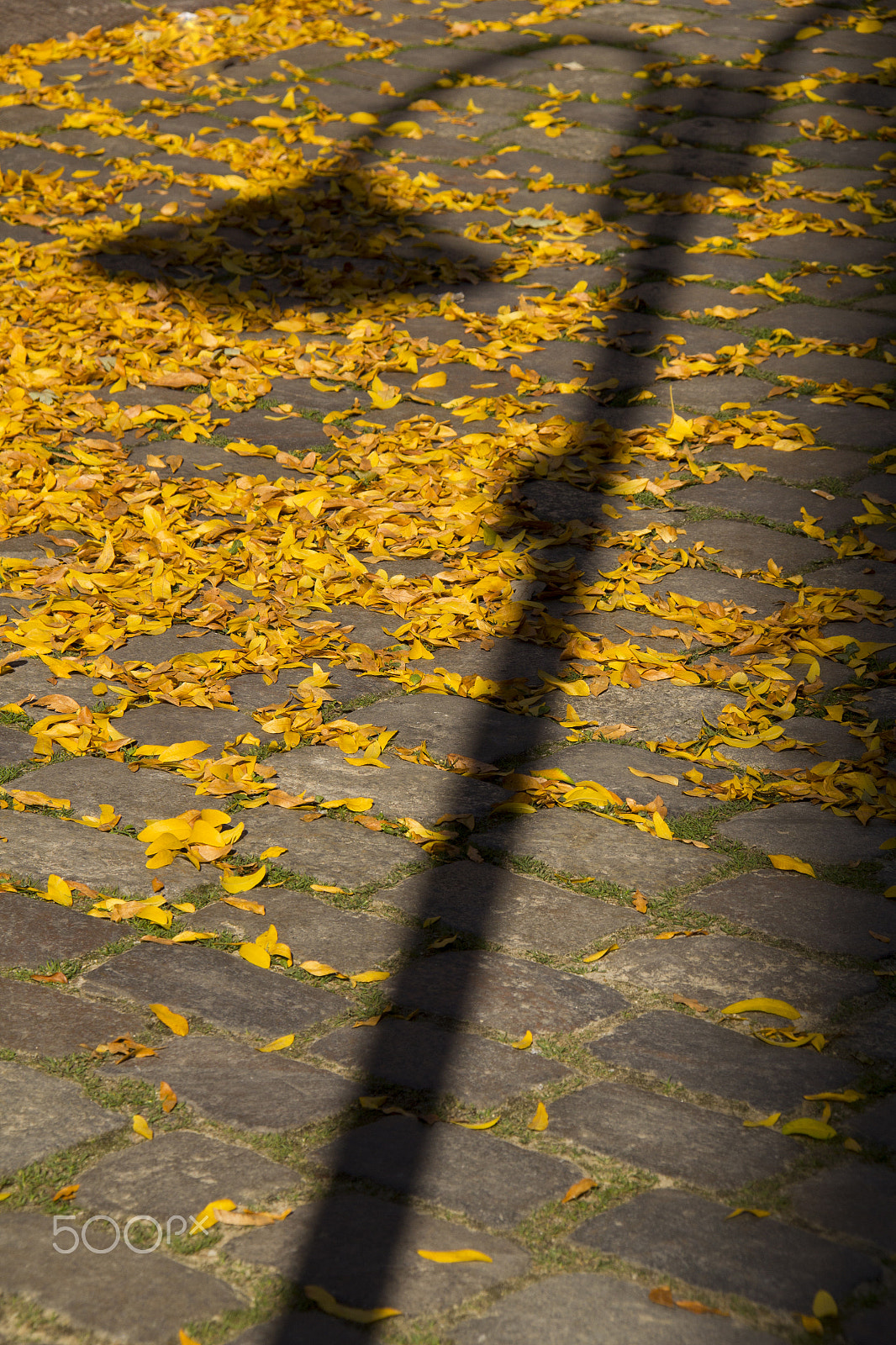 Canon EOS 550D (EOS Rebel T2i / EOS Kiss X4) sample photo. Vintage street lamp shadow on the autumn yellow leaves have fall photography