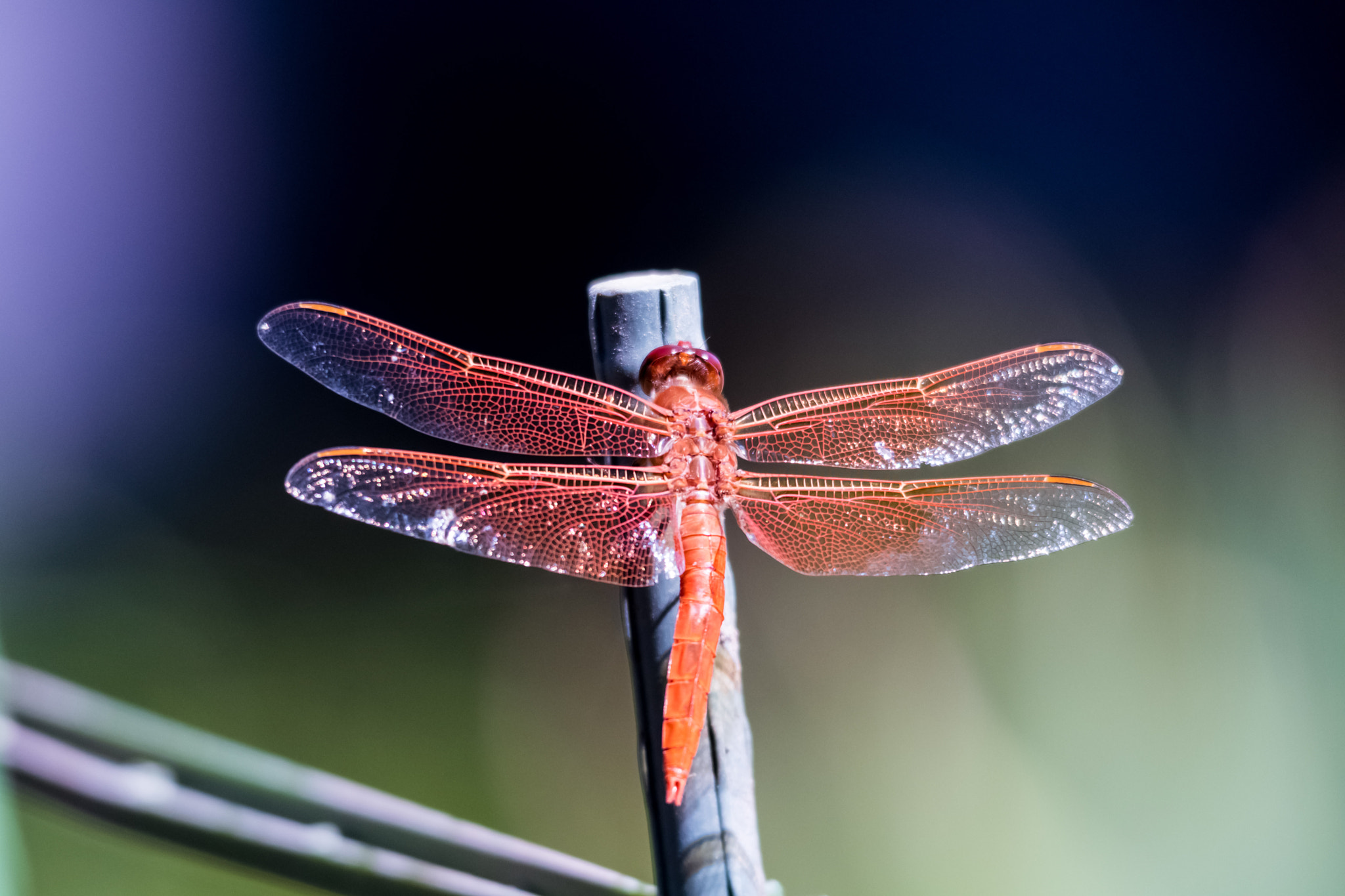 Sigma 150-500mm F5-6.3 DG OS HSM sample photo. Red dragonfly photography