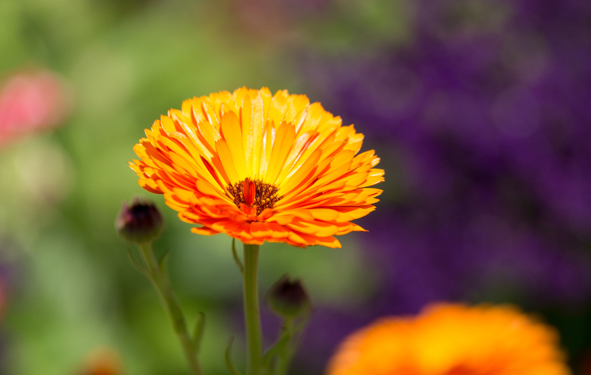 Tamron SP AF 70-200mm F2.8 Di LD (IF) MACRO sample photo. A flower photography
