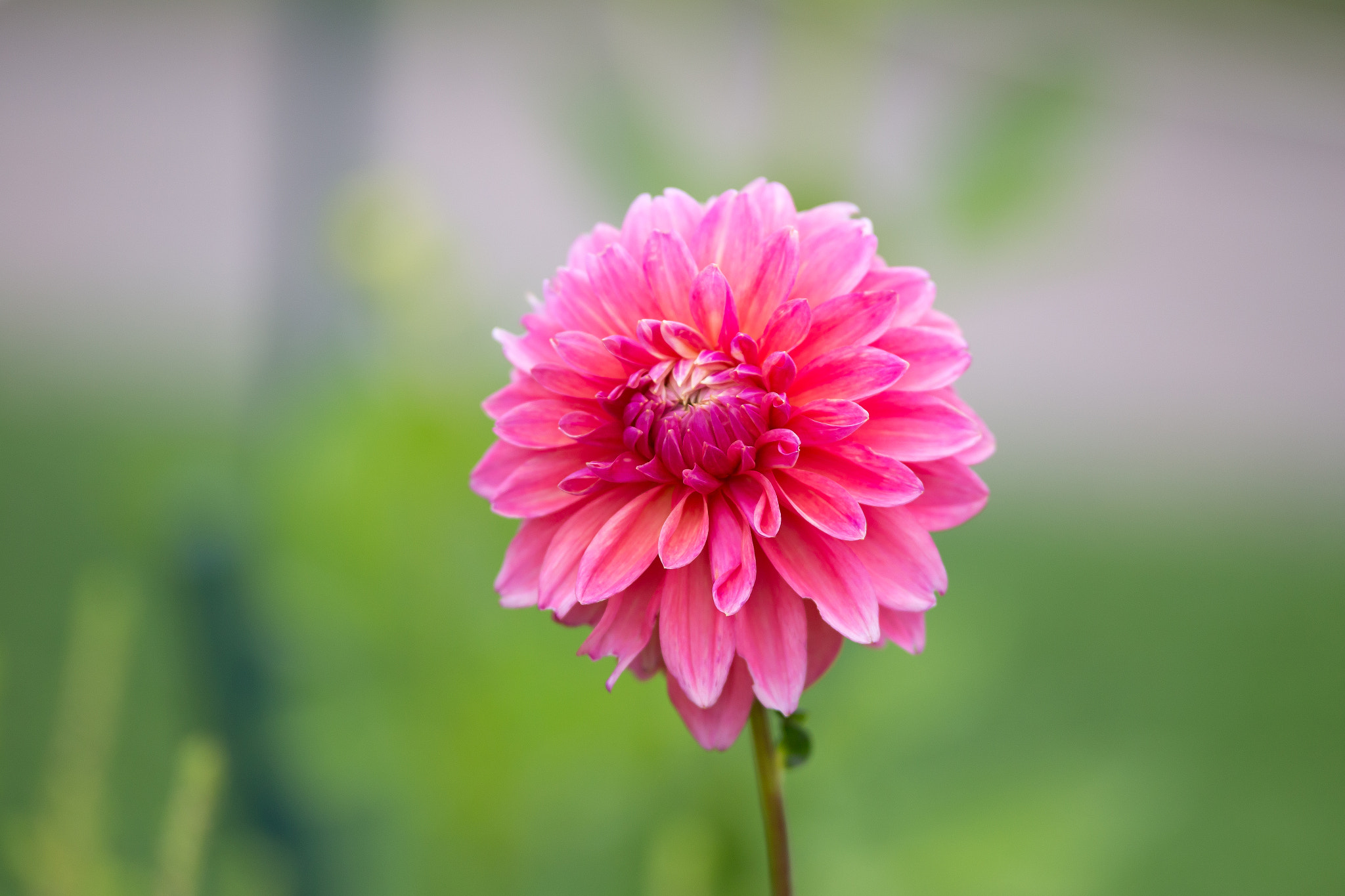 Canon EOS 6D + Tamron SP AF 70-200mm F2.8 Di LD (IF) MACRO sample photo. Pink flower photography