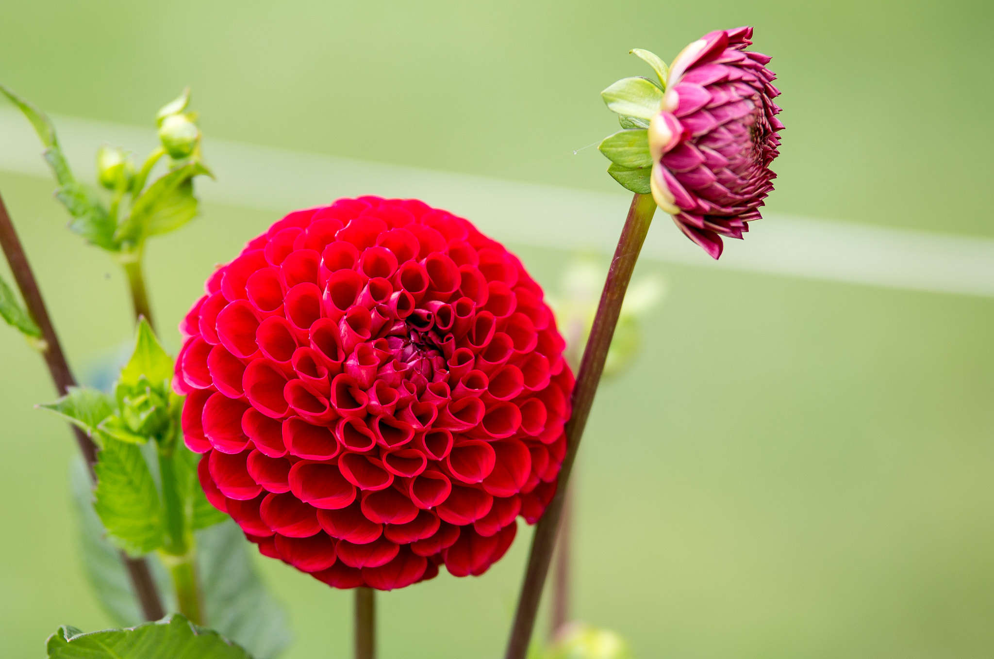 Tamron SP AF 70-200mm F2.8 Di LD (IF) MACRO sample photo. Red flower photography