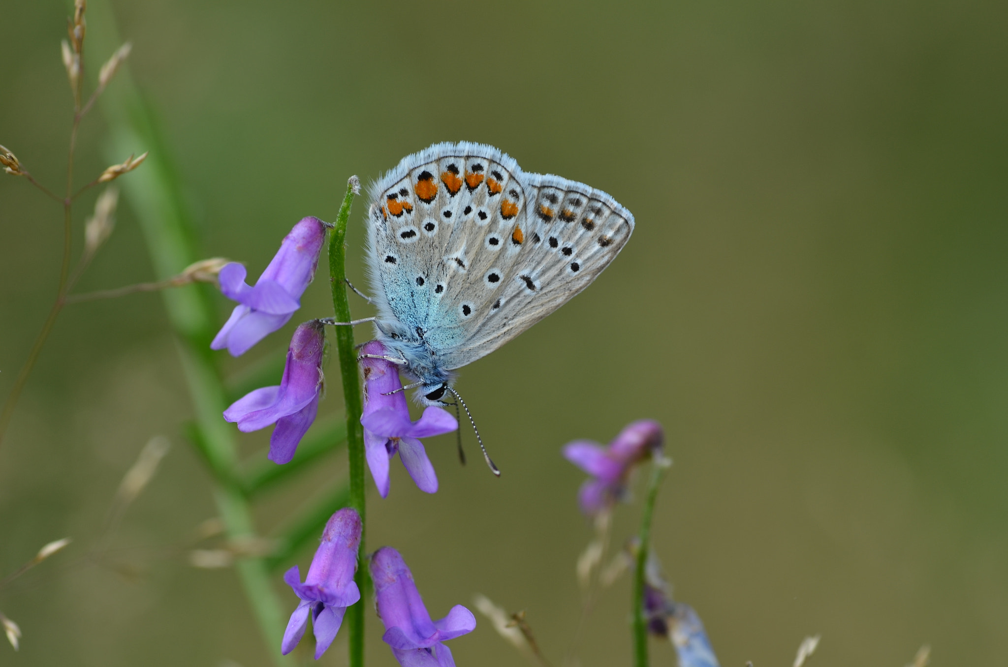 Tamron SP AF 90mm F2.8 Di Macro sample photo. Les bleu quatre photography