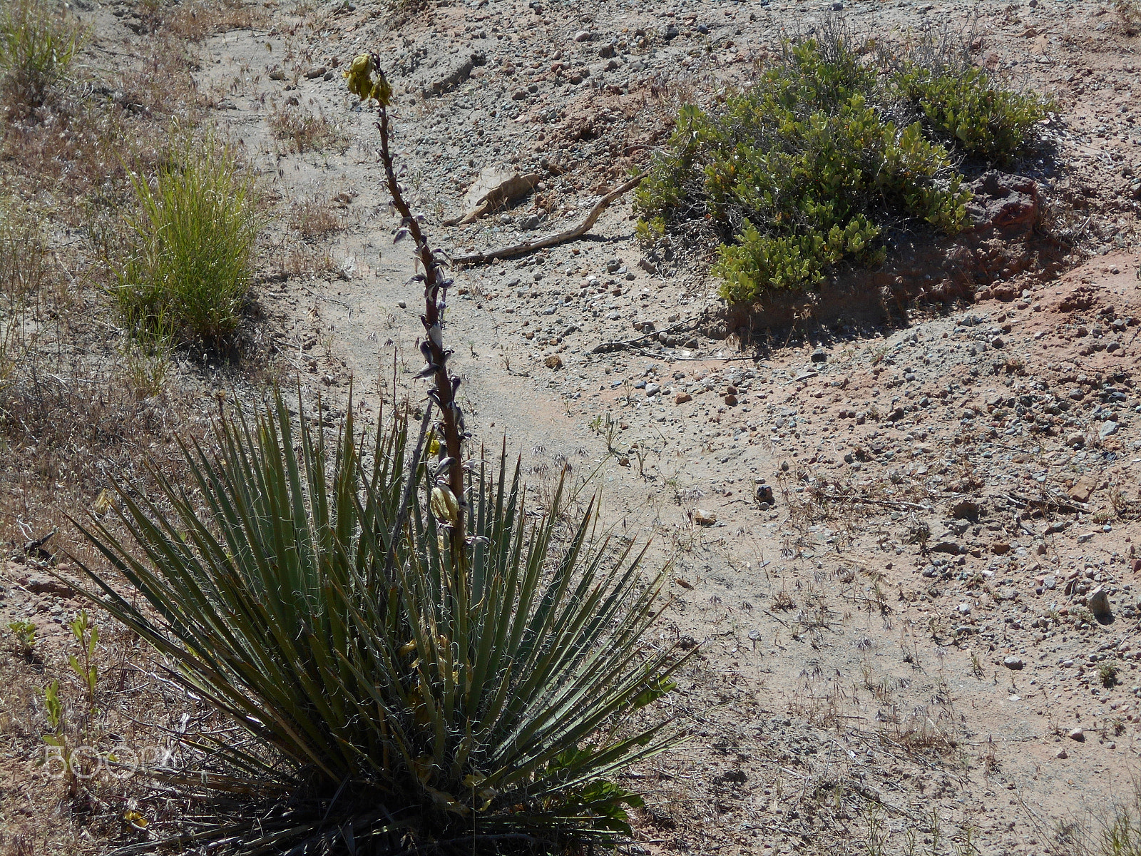 Nikon COOLPIX L30 sample photo. Moab yucca photography