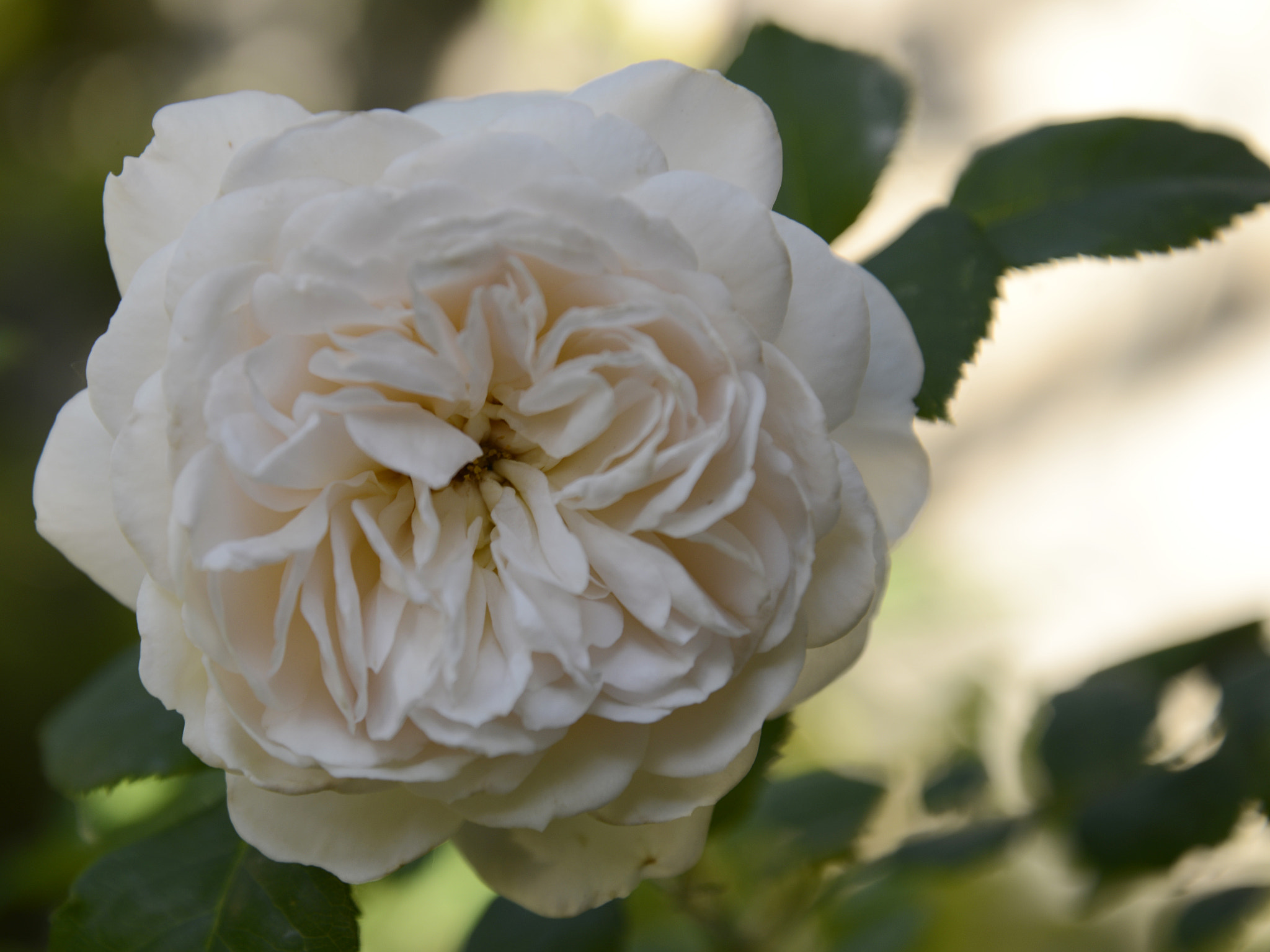 AF Zoom-Nikkor 35-80mm f/4-5.6D N sample photo. Rose photography