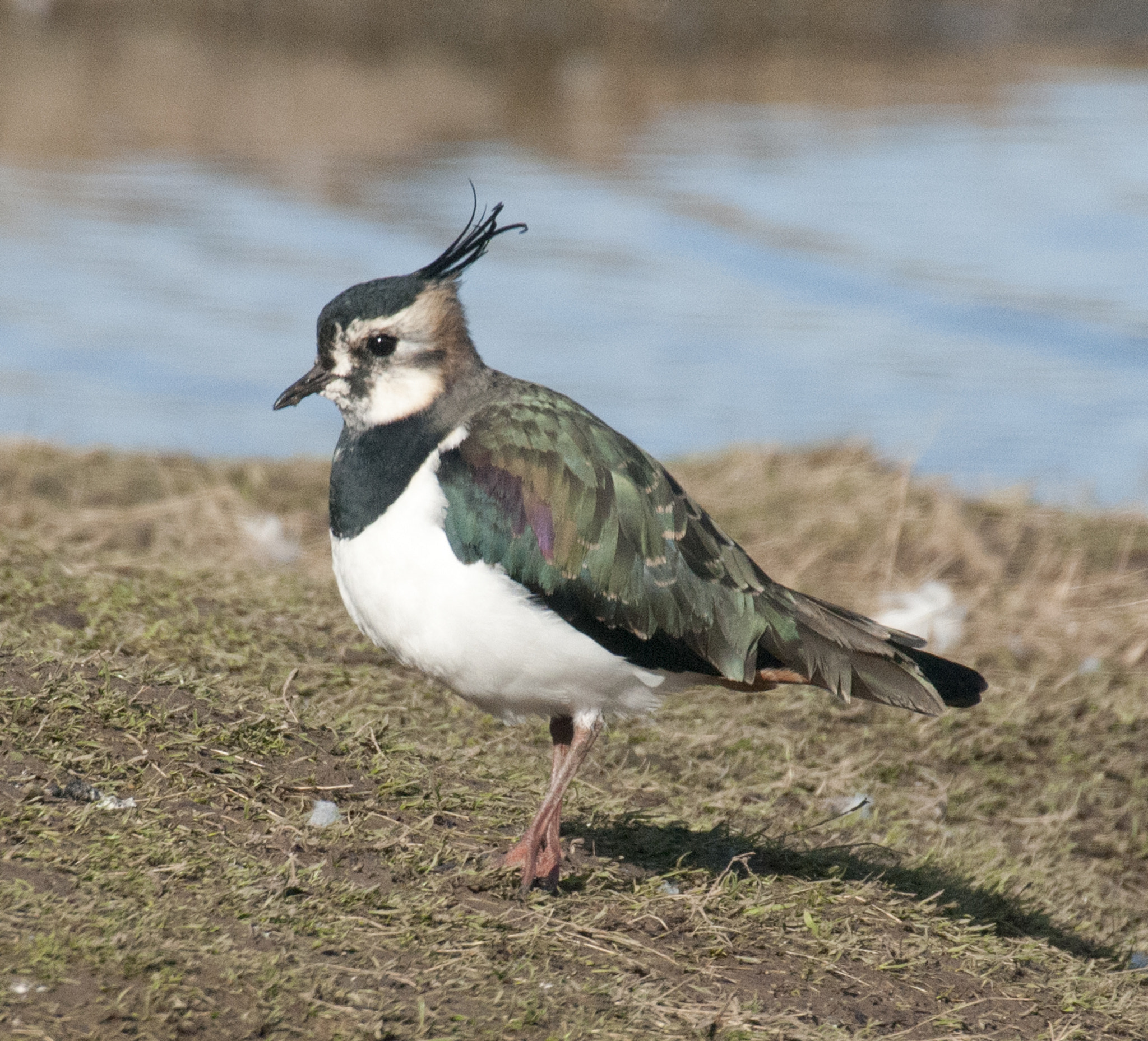 Sigma 50-500mm F4.5-6.3 DG OS HSM sample photo. Lapwing photography