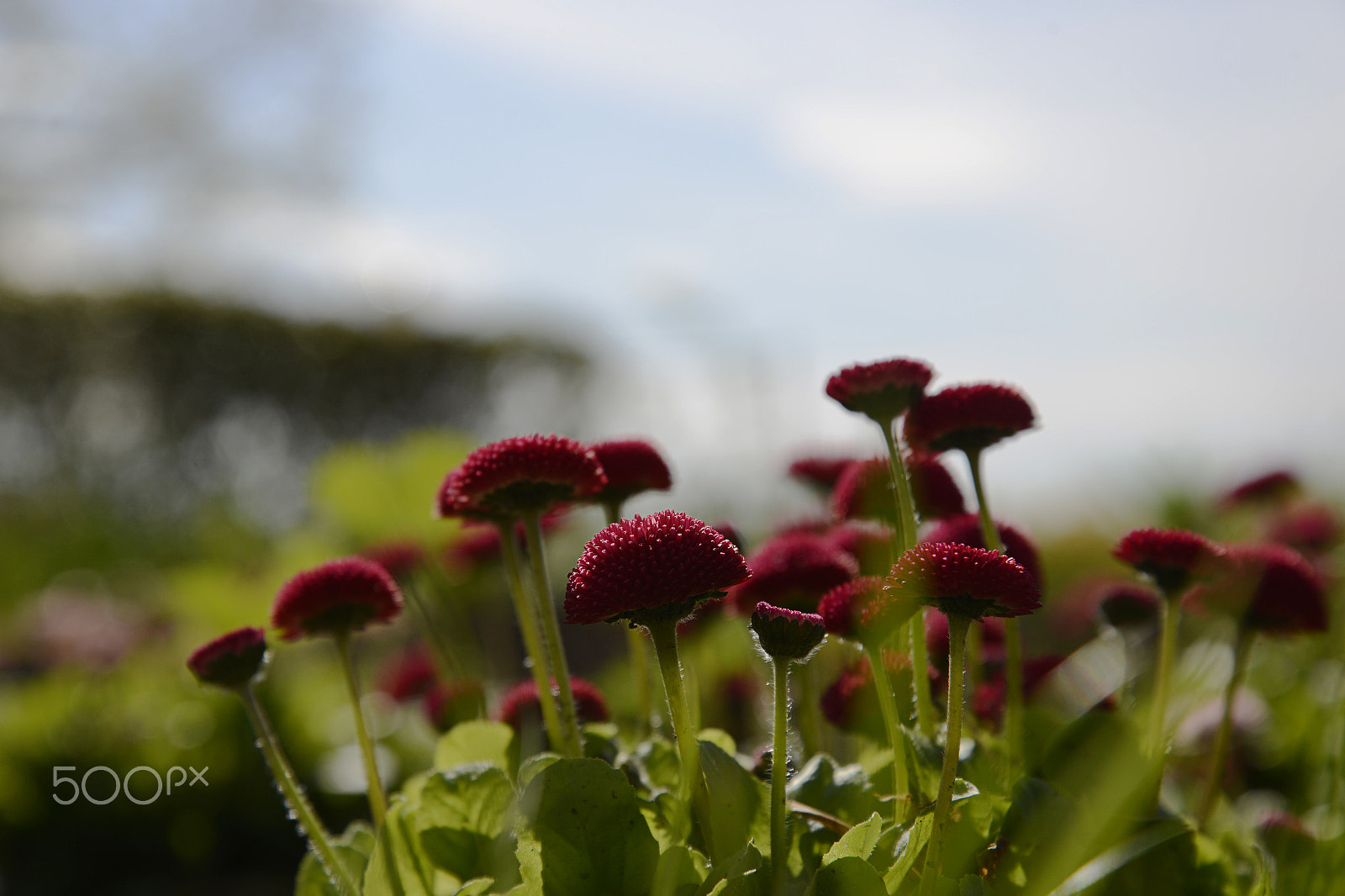 Nikon D600 sample photo. Flowers photography