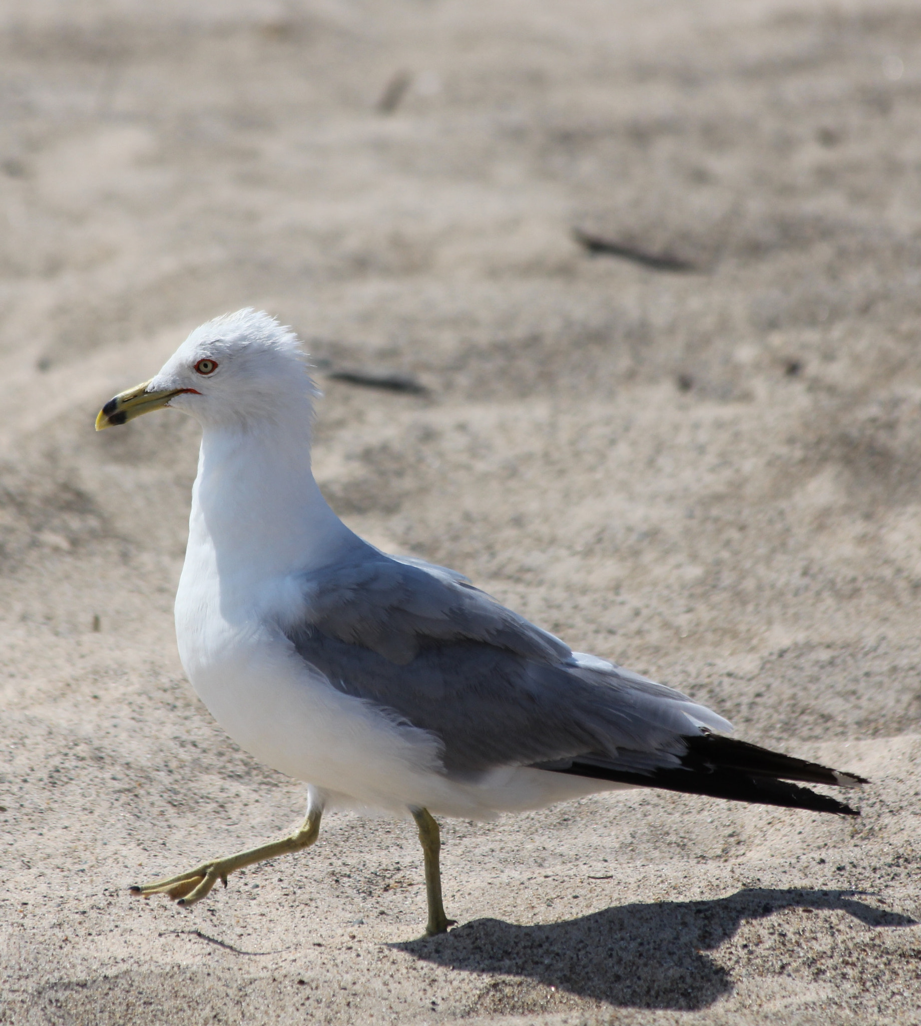 Canon EF 70-300mm F4-5.6 IS USM sample photo. Seagull walking photography