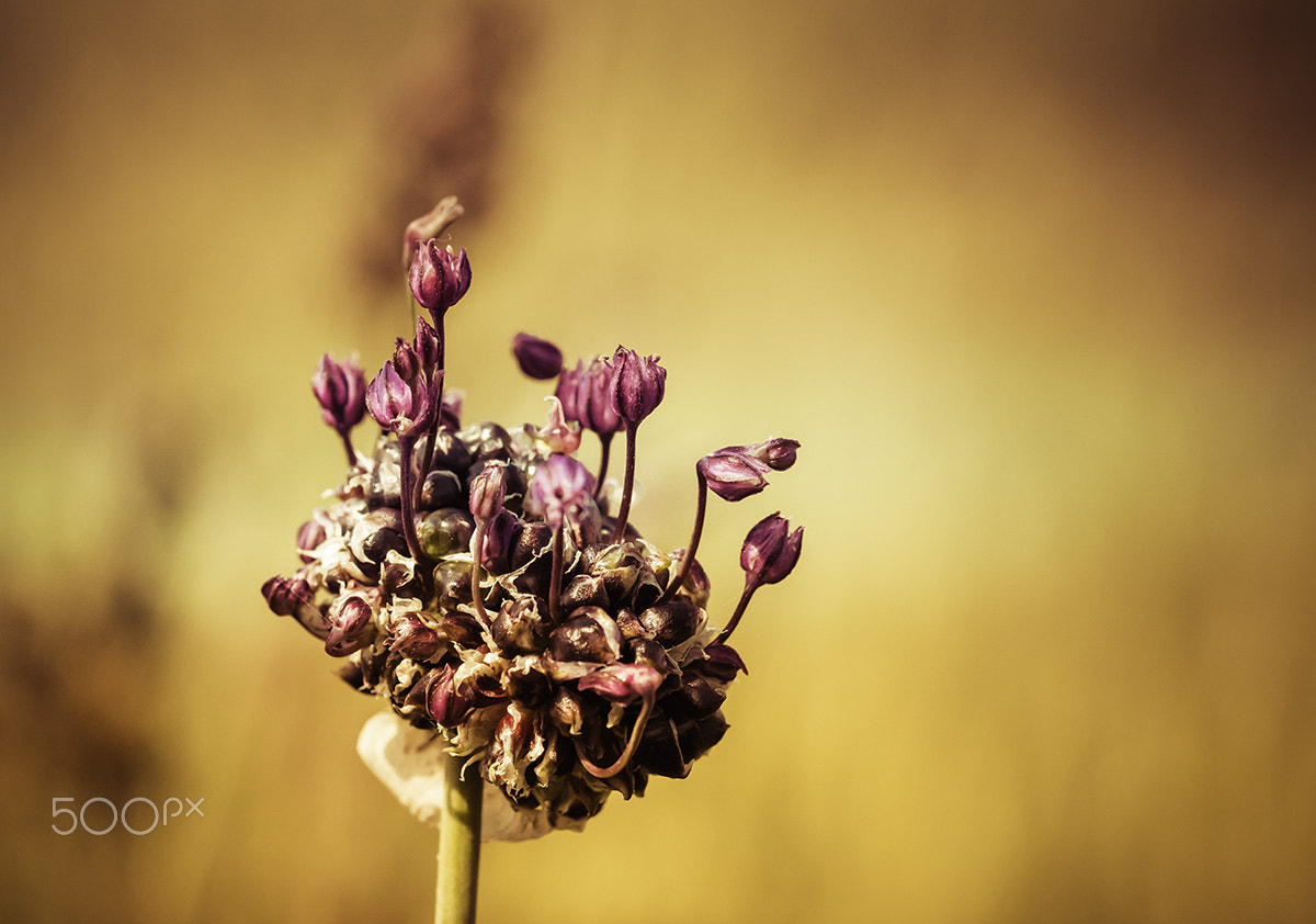 Sony ILCA-77M2 + 90mm F2.8 Macro SSM sample photo. The flower photography