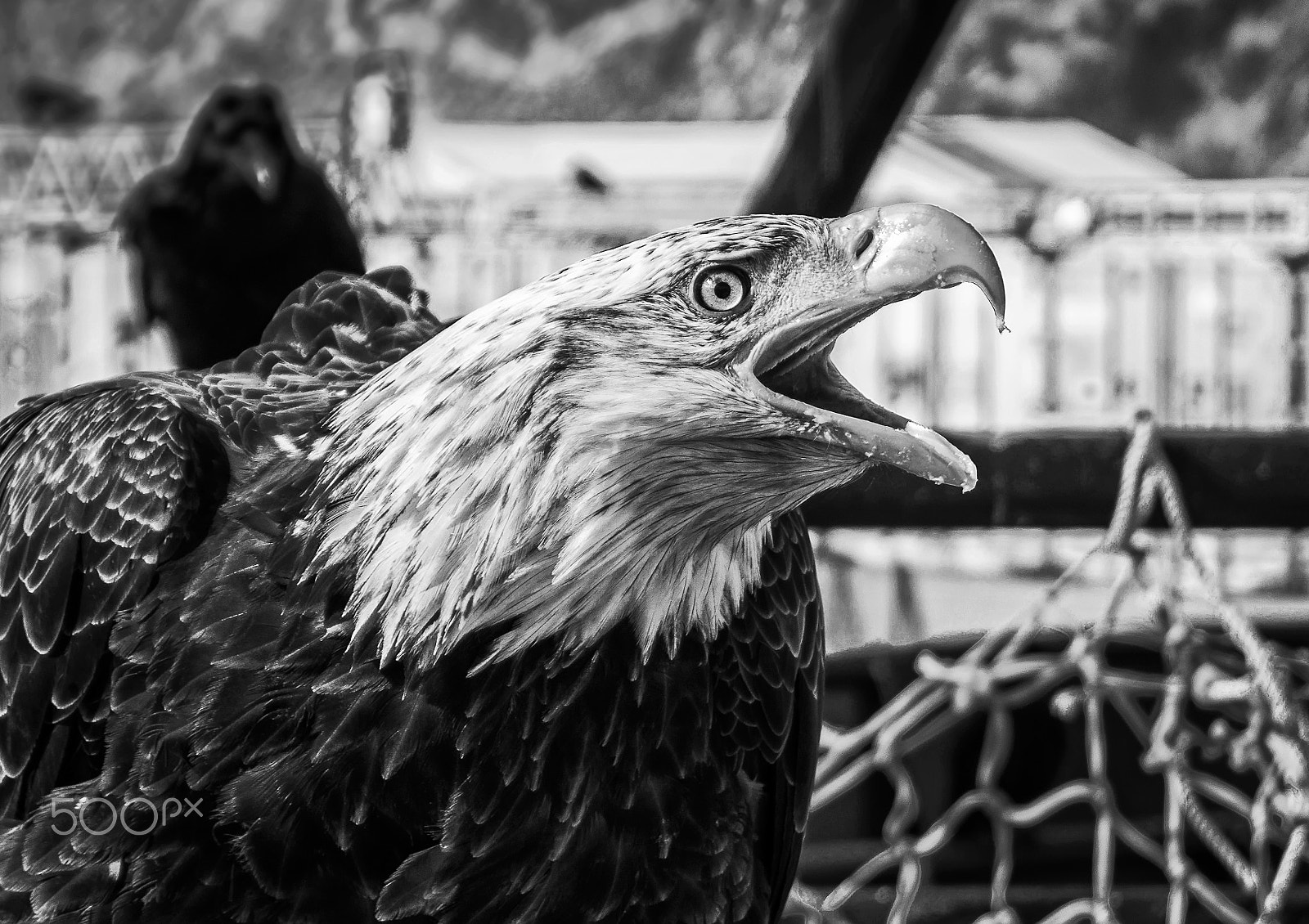 Sony SLT-A77 + Sony DT 18-55mm F3.5-5.6 SAM sample photo. Eagle and amigo crow photography