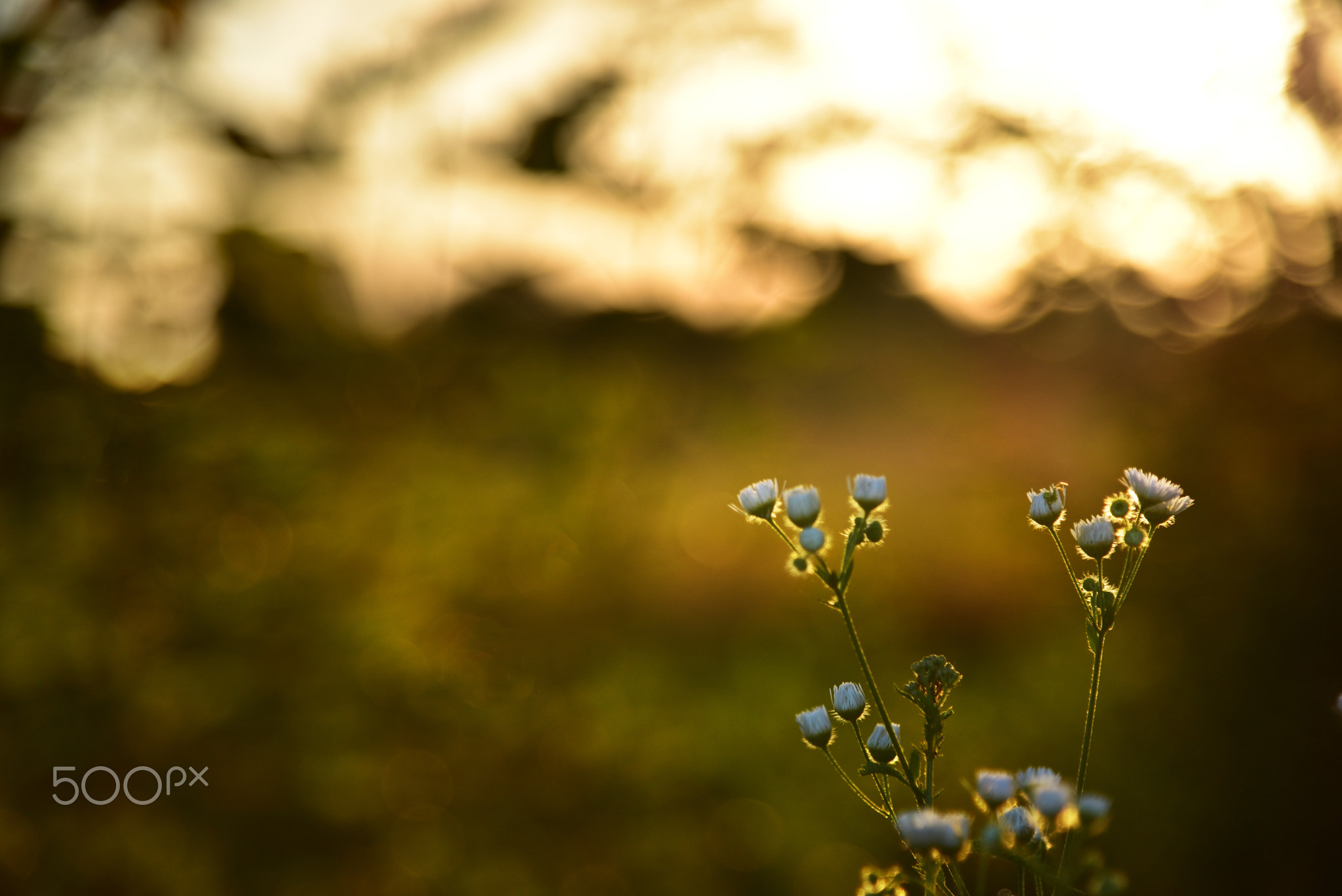 Flowers in the gold