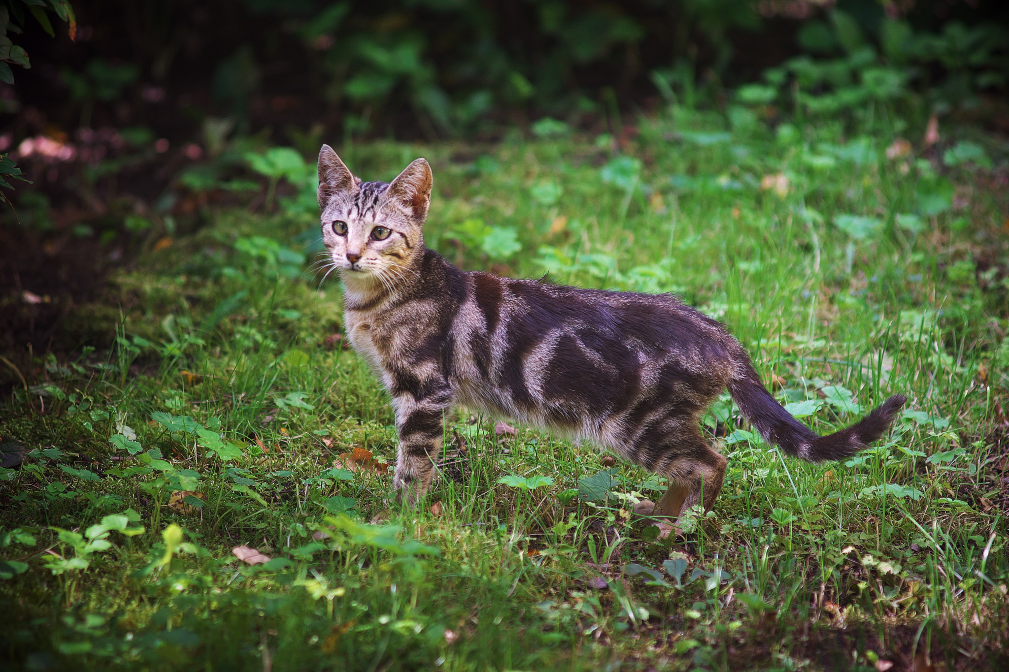 Minolta AF 80-200mm F2.8 HS-APO G sample photo. Cat eyes photography
