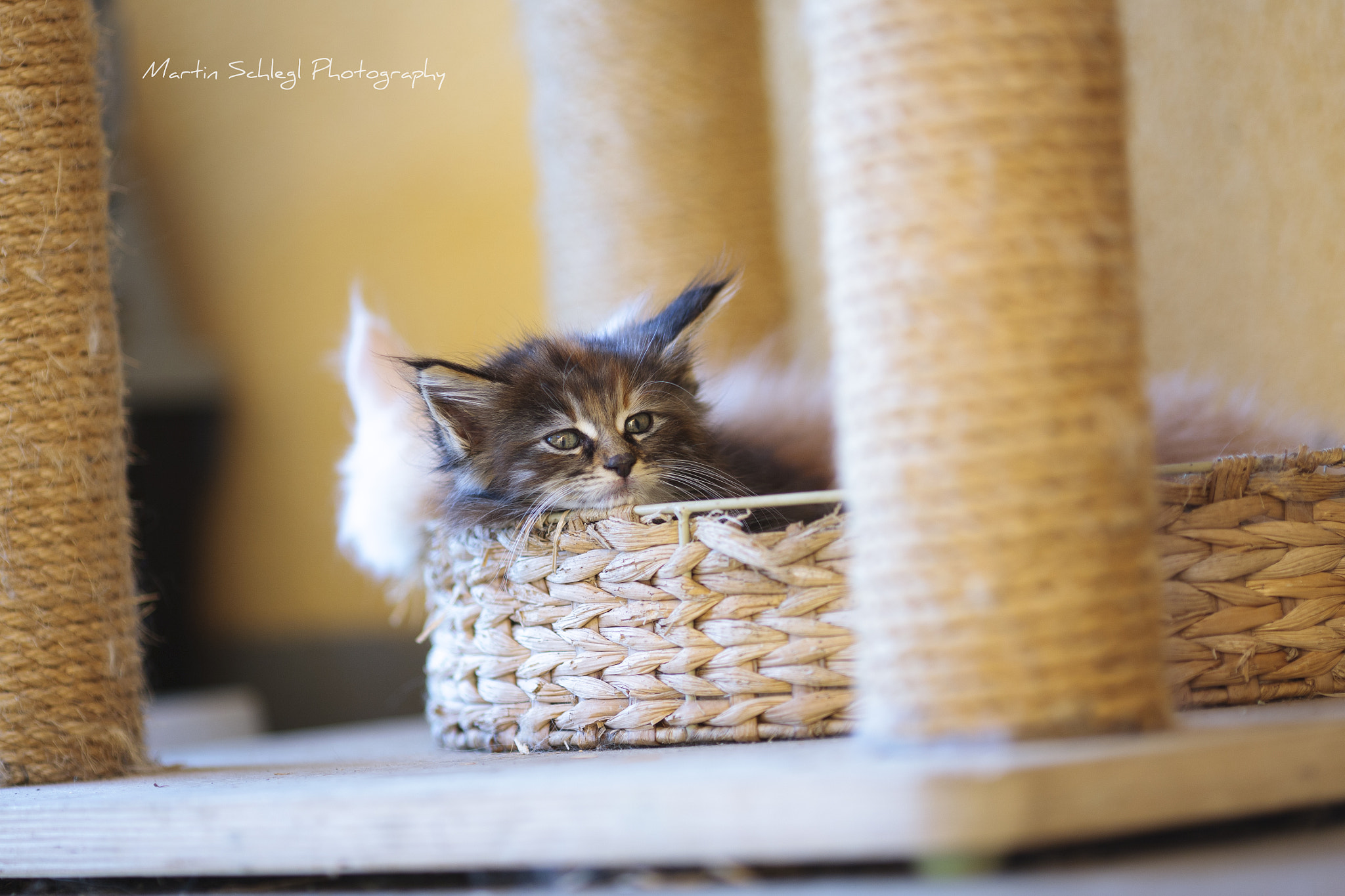 Canon EOS-1Ds Mark III + Canon EF 135mm F2L USM sample photo. Kuschel maus <3 photography