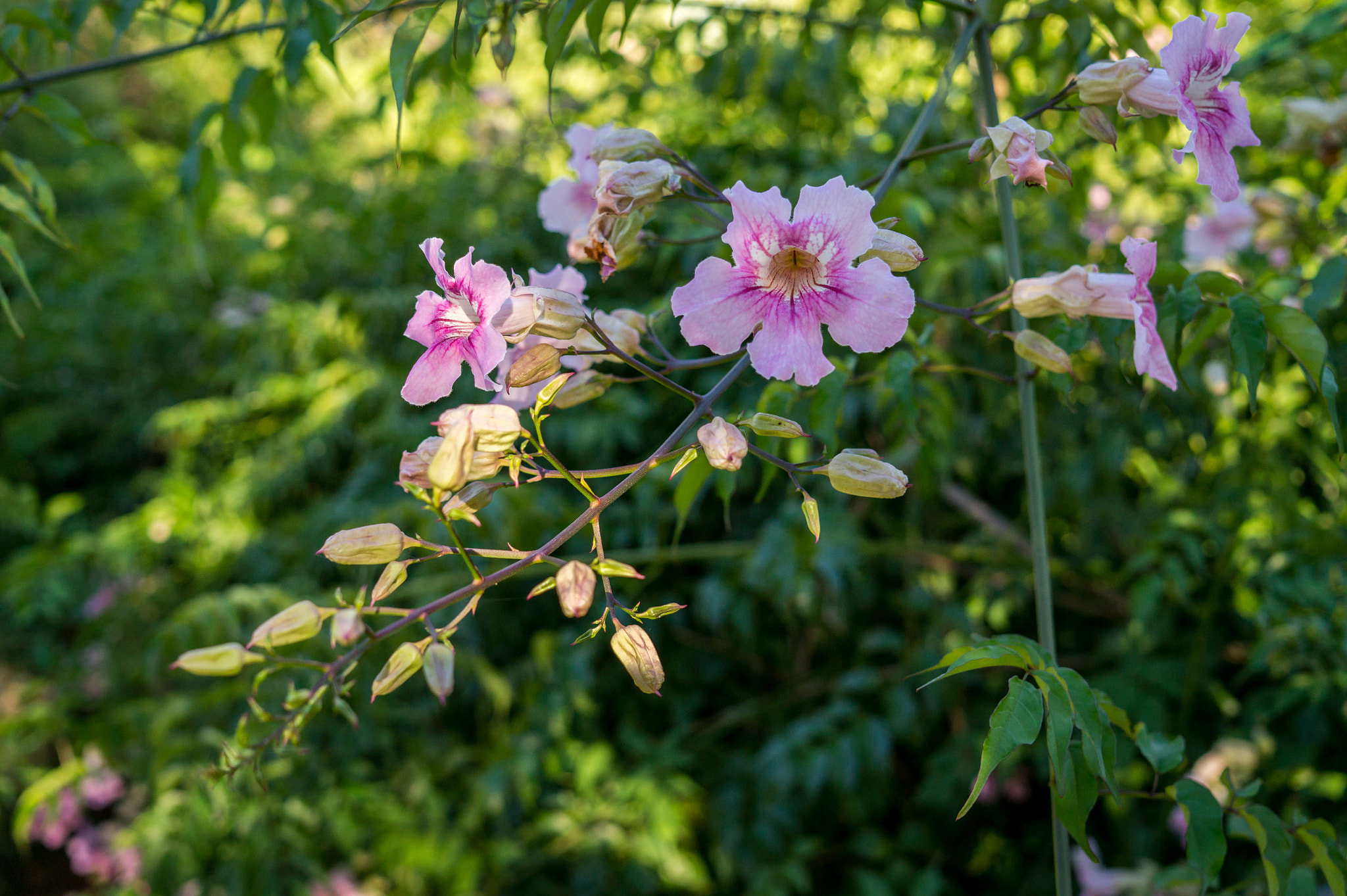 Sony Alpha a5000 (ILCE 5000) + Sigma 30mm F2.8 EX DN sample photo. Flowers in the evening photography