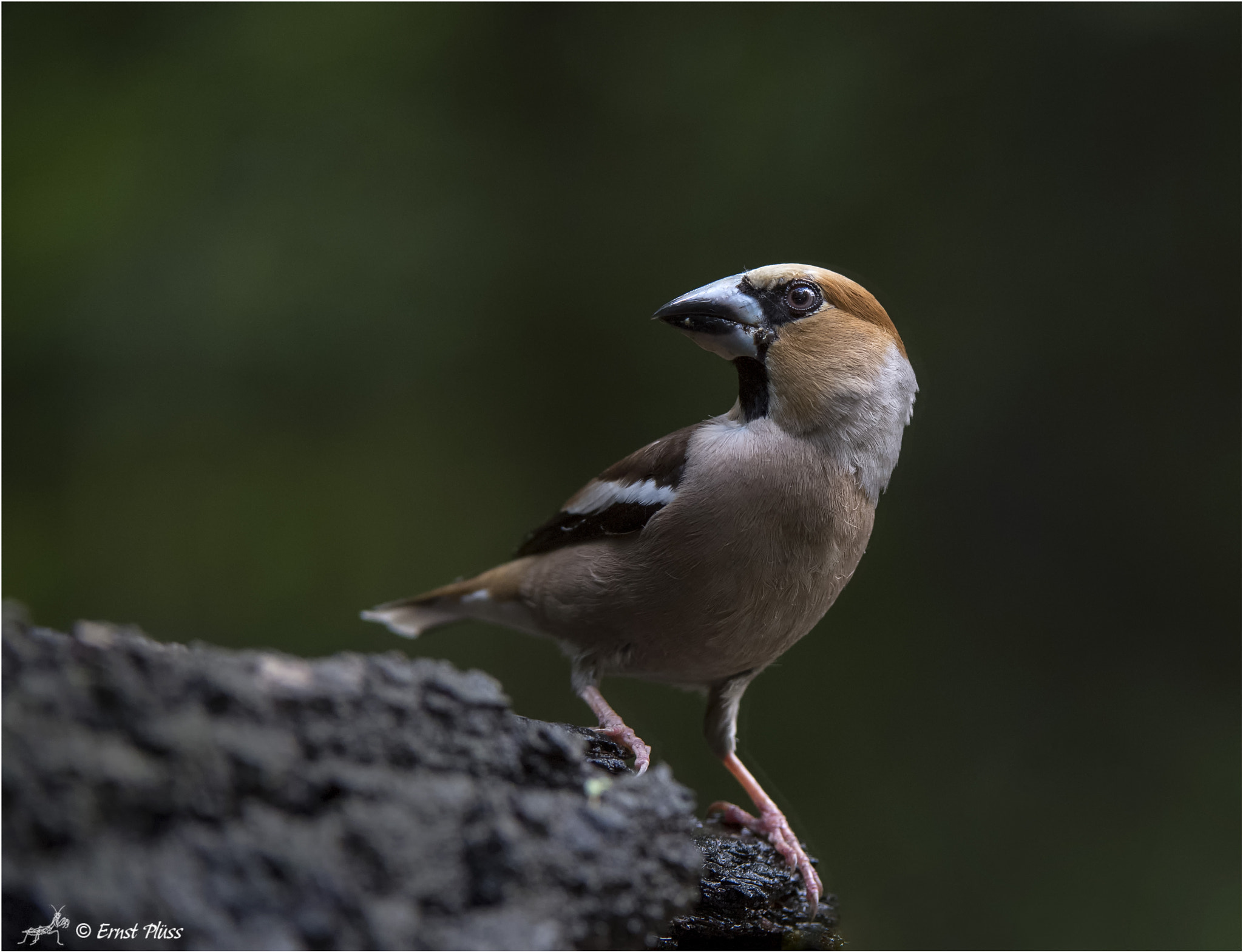 Nikon D5 sample photo. Hawfinch photography