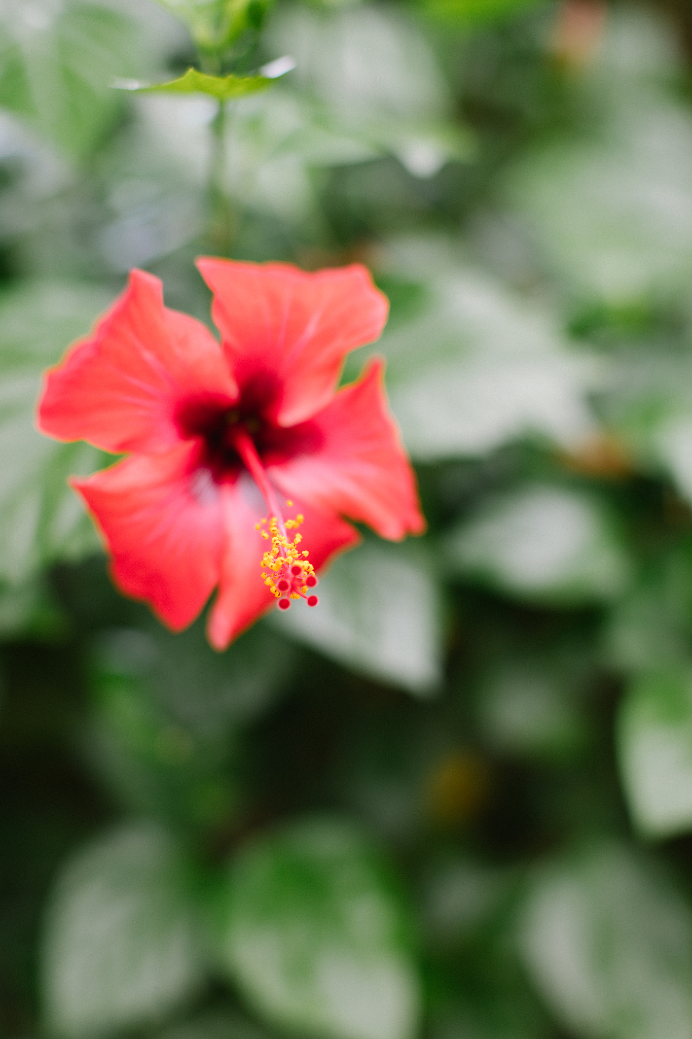 Canon EOS 5DS R + Canon EF 50mm F1.2L USM sample photo. Hibiscus photography