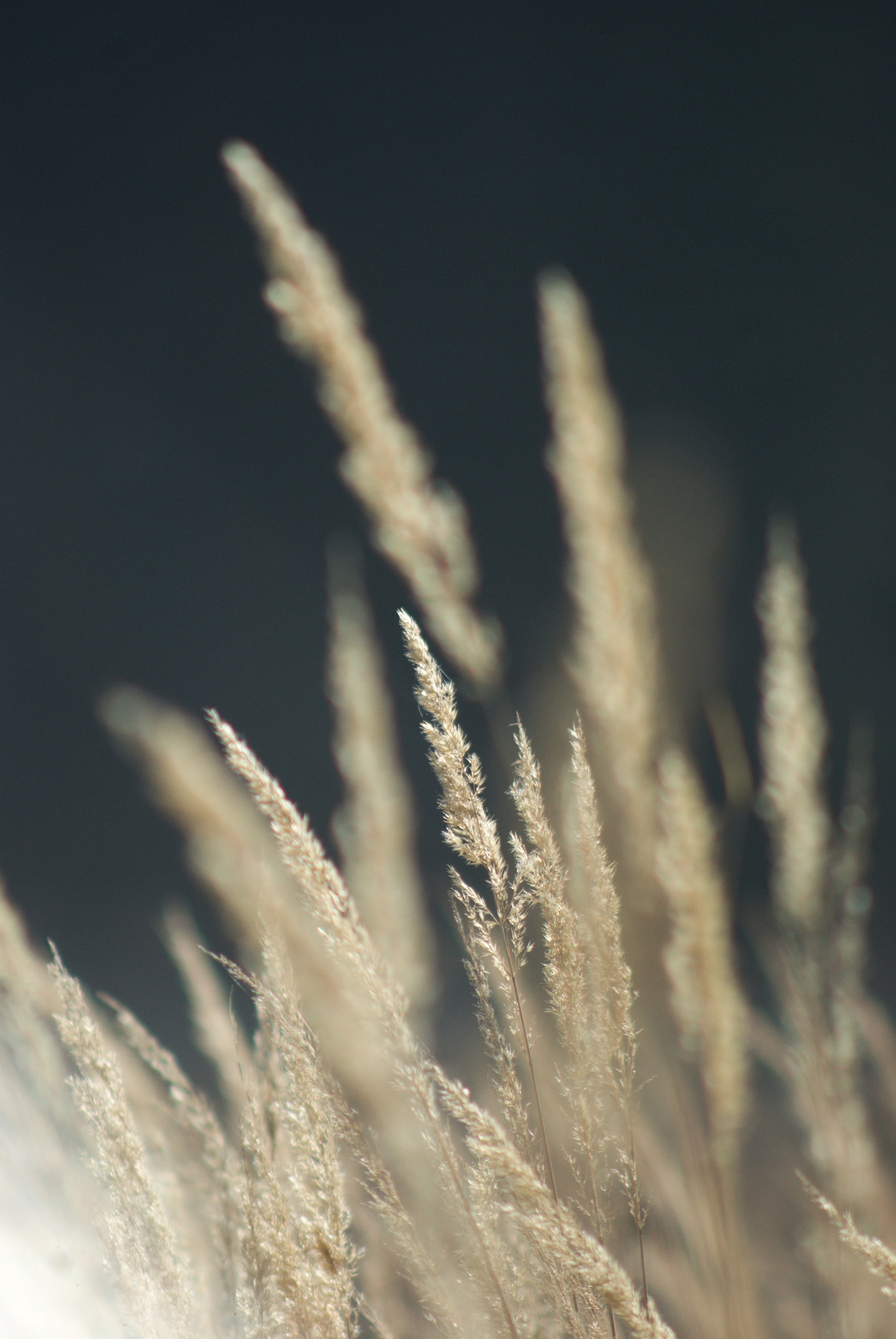 Pentax K200D + A Series Lens sample photo. In the grass photography