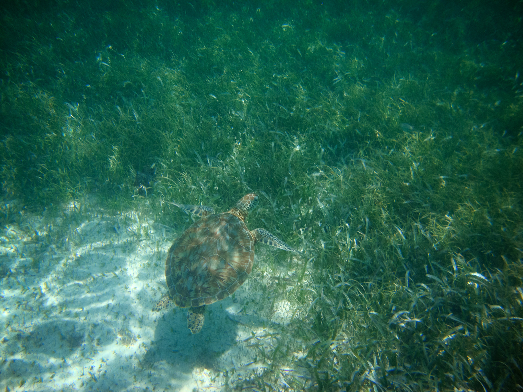 Sony Cyber-shot DSC-W220 sample photo. Belize barrier reef photography