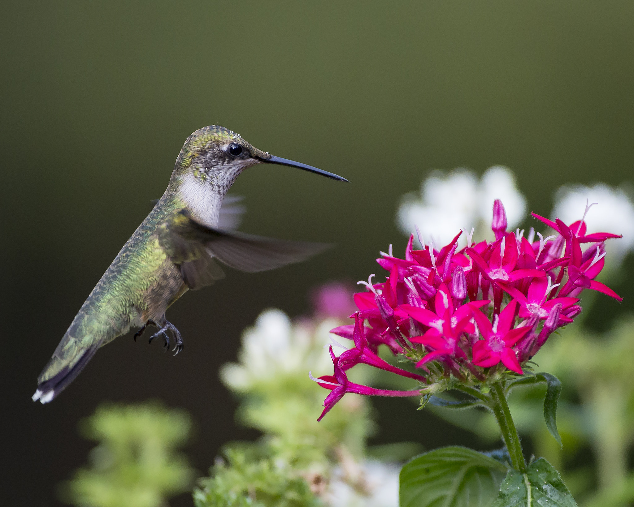 Nikon D600 + Sigma 500mm F4.5 EX DG HSM sample photo. Ruby-throated hummingbird photography
