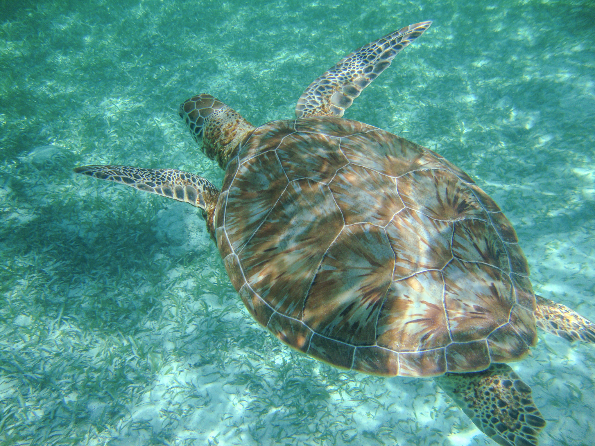Sony Cyber-shot DSC-W220 sample photo. Belize barrier reef photography