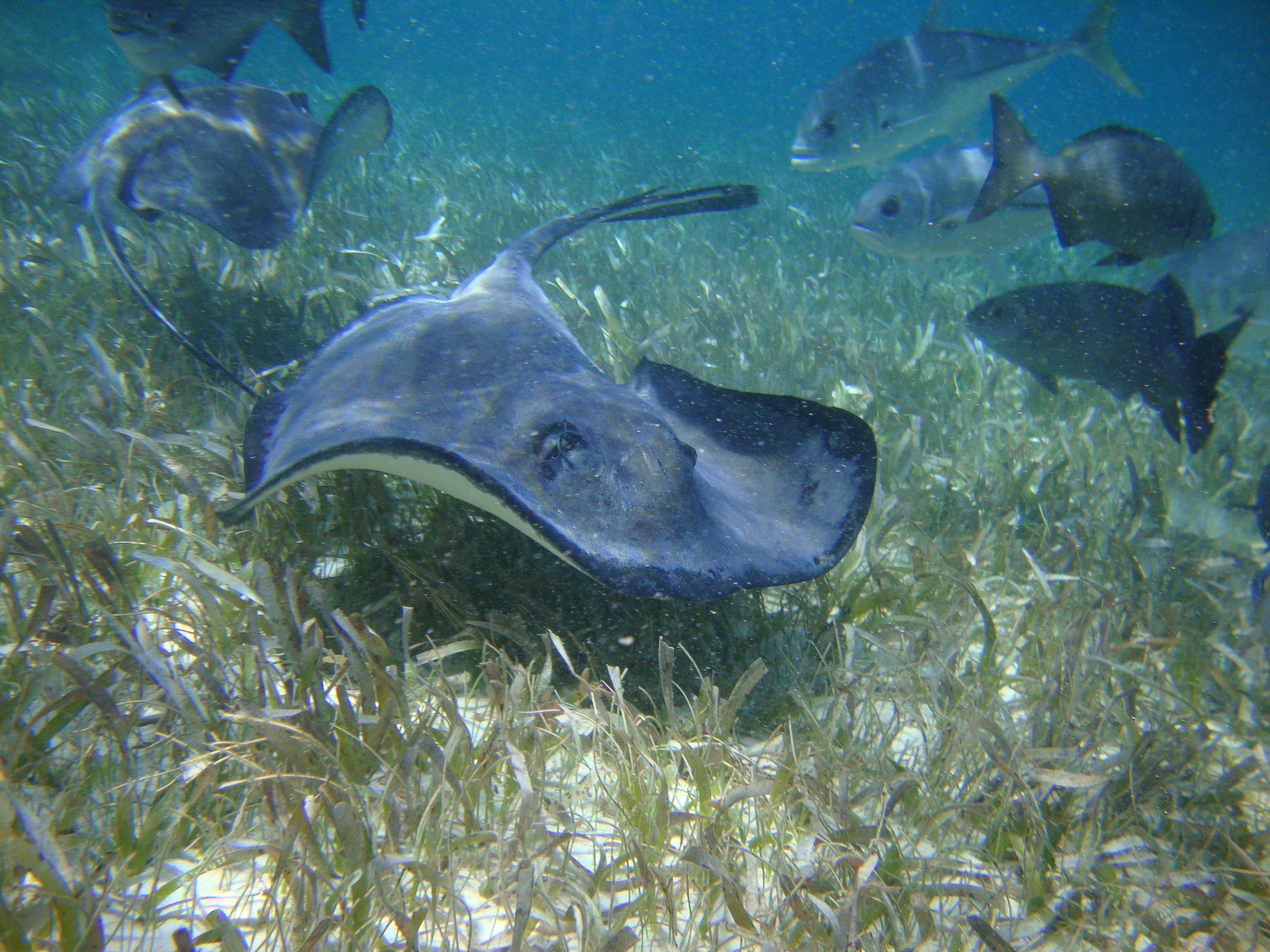 Sony Cyber-shot DSC-W220 sample photo. Belize barrier reef photography