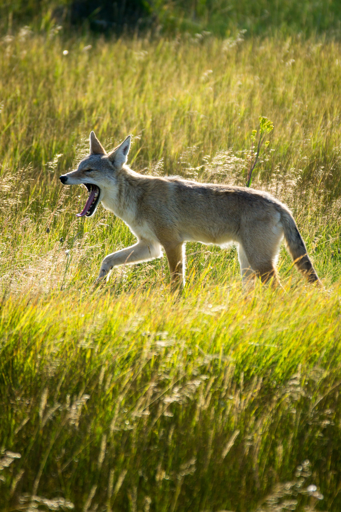 Sony a6000 + Sony 70-300mm F4.5-5.6 G SSM sample photo. Coyote yawns photography