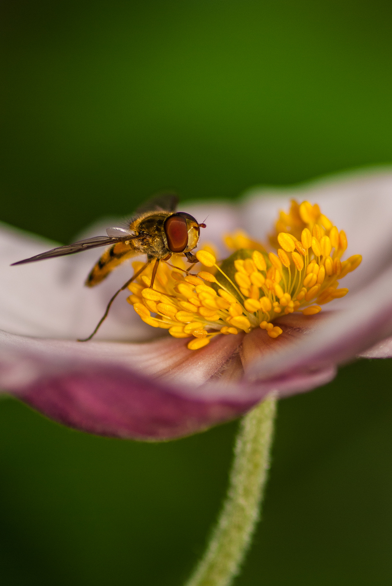 Pentax K10D sample photo. Hover fly photography
