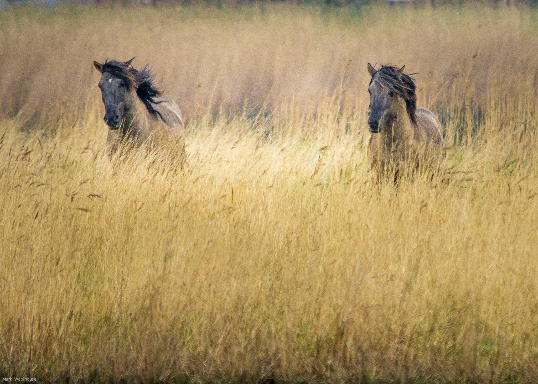 Sigma 150-500mm F5-6.3 DG OS HSM sample photo. Two of a kind photography