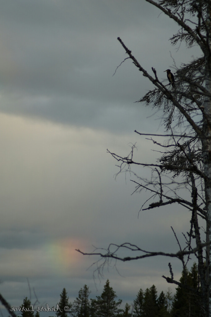 Sony SLT-A58 + Tamron Lens (255) sample photo. Phalacrocorax carbo and the rainbow  photography