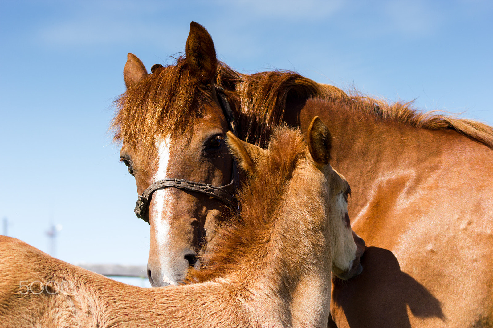 Canon EF 75-300mm f/4-5.6 USM sample photo. Mare with her baby combed each other on the sky background photography