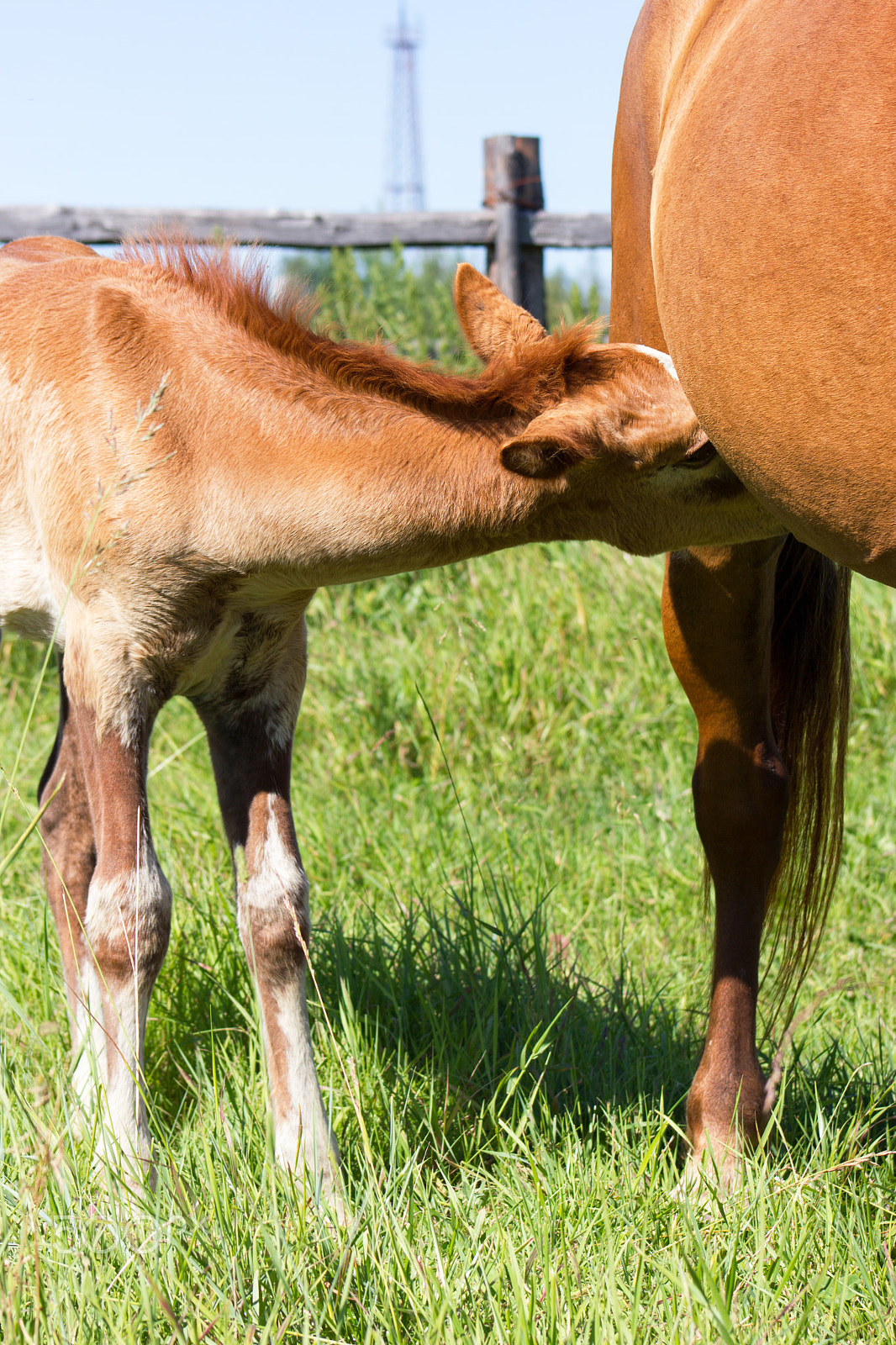 Canon EF 75-300mm f/4-5.6 USM sample photo. Foal with mare photography