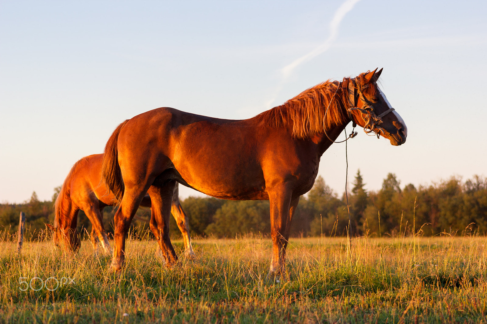 Canon EF 75-300mm f/4-5.6 USM sample photo. Red horses at golden hour on a pasture photography